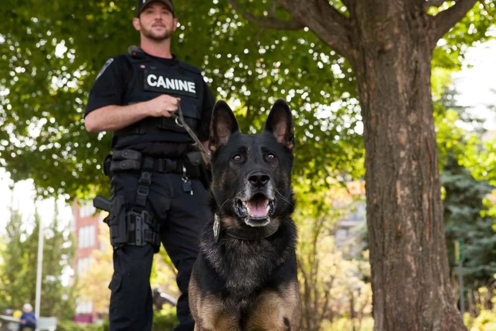 Police Service dog Wolfe pictured with his partner Constable Tim Fish