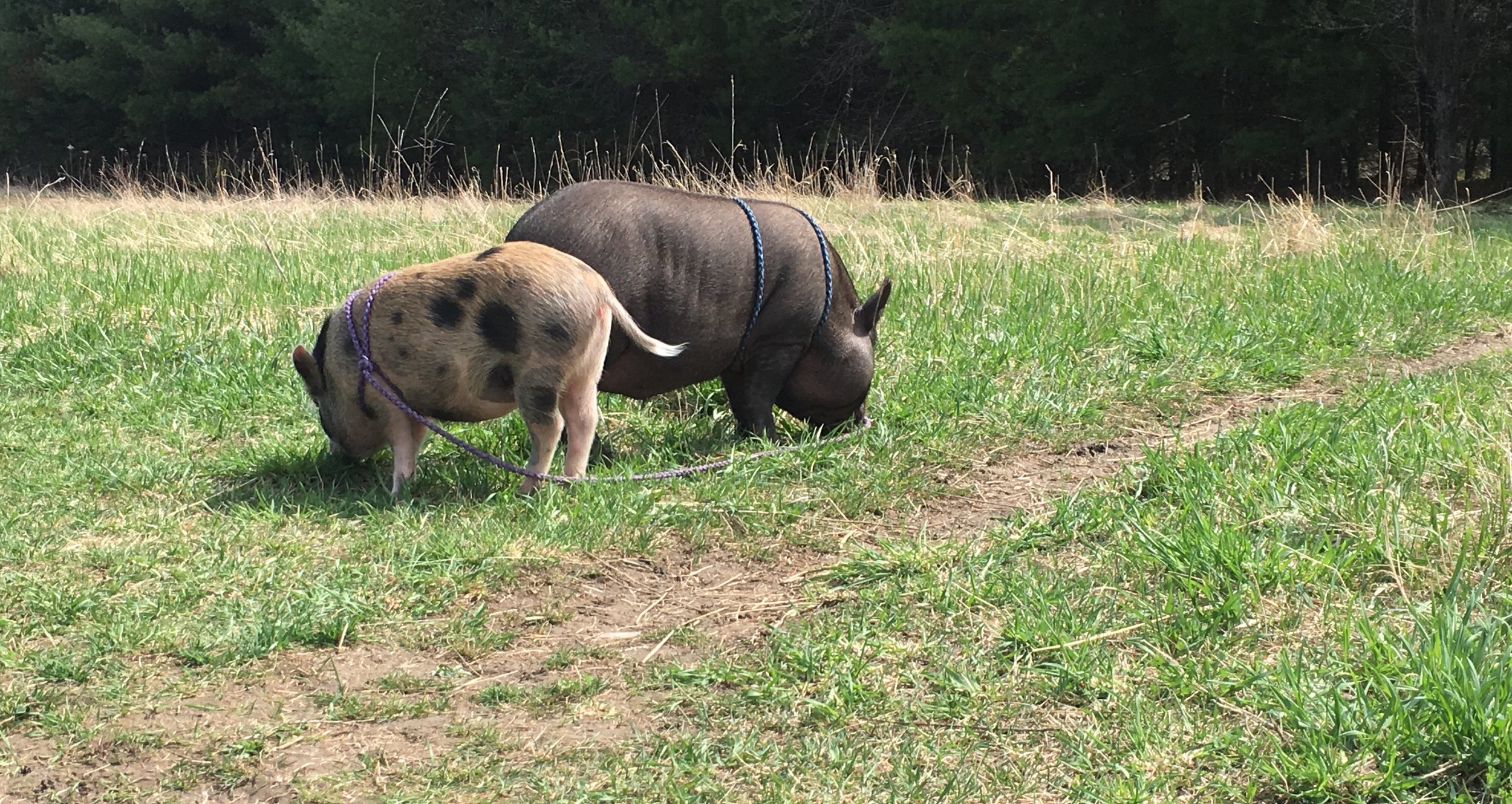 Best buddies: Pearl and Bullet