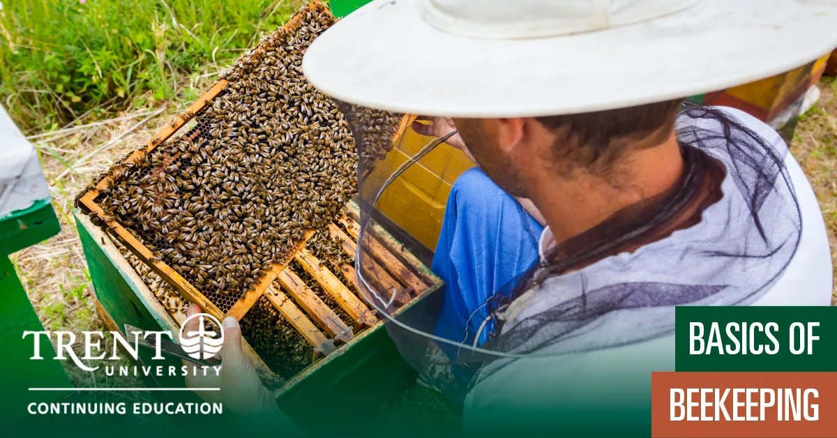Beekeeping.jpg