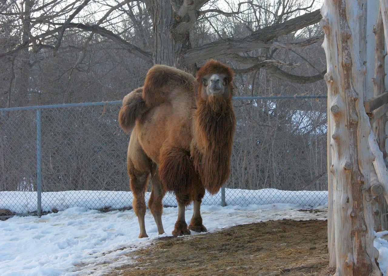 Gobi Grumpy.jpg