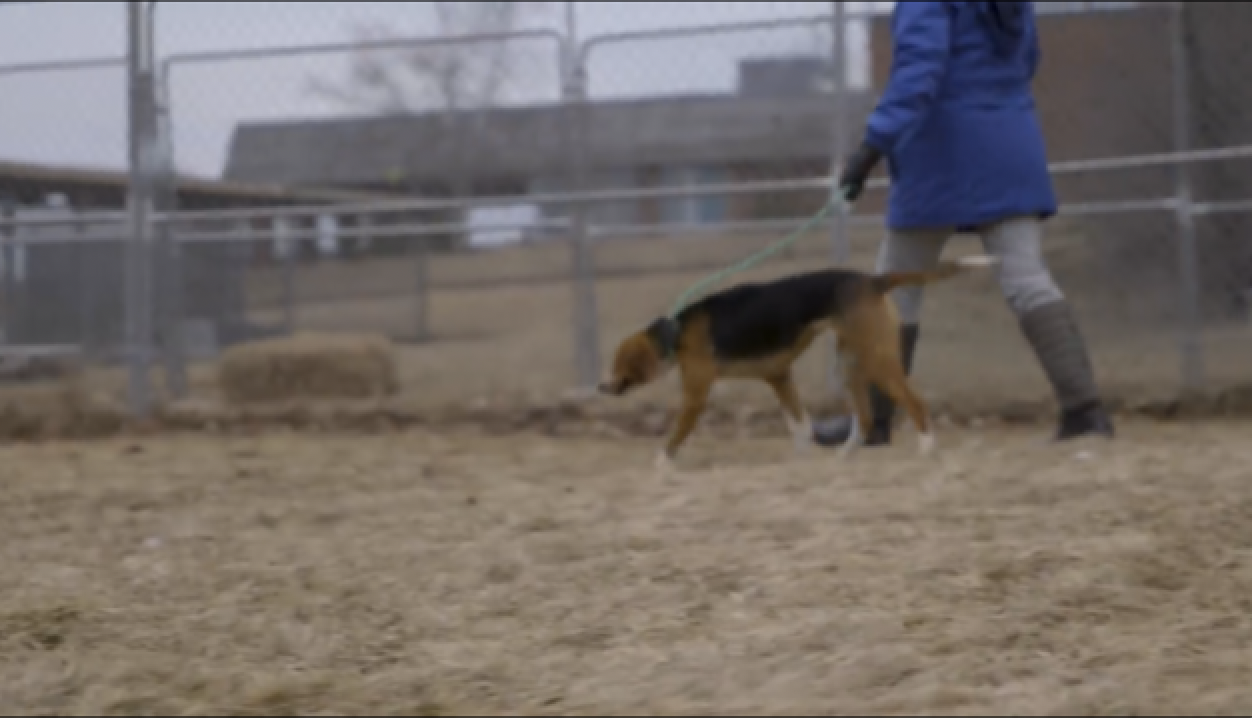 PTBOCanada Featured Video Post: Peterborough Humane Society Salutes Its 300+ Volunteers