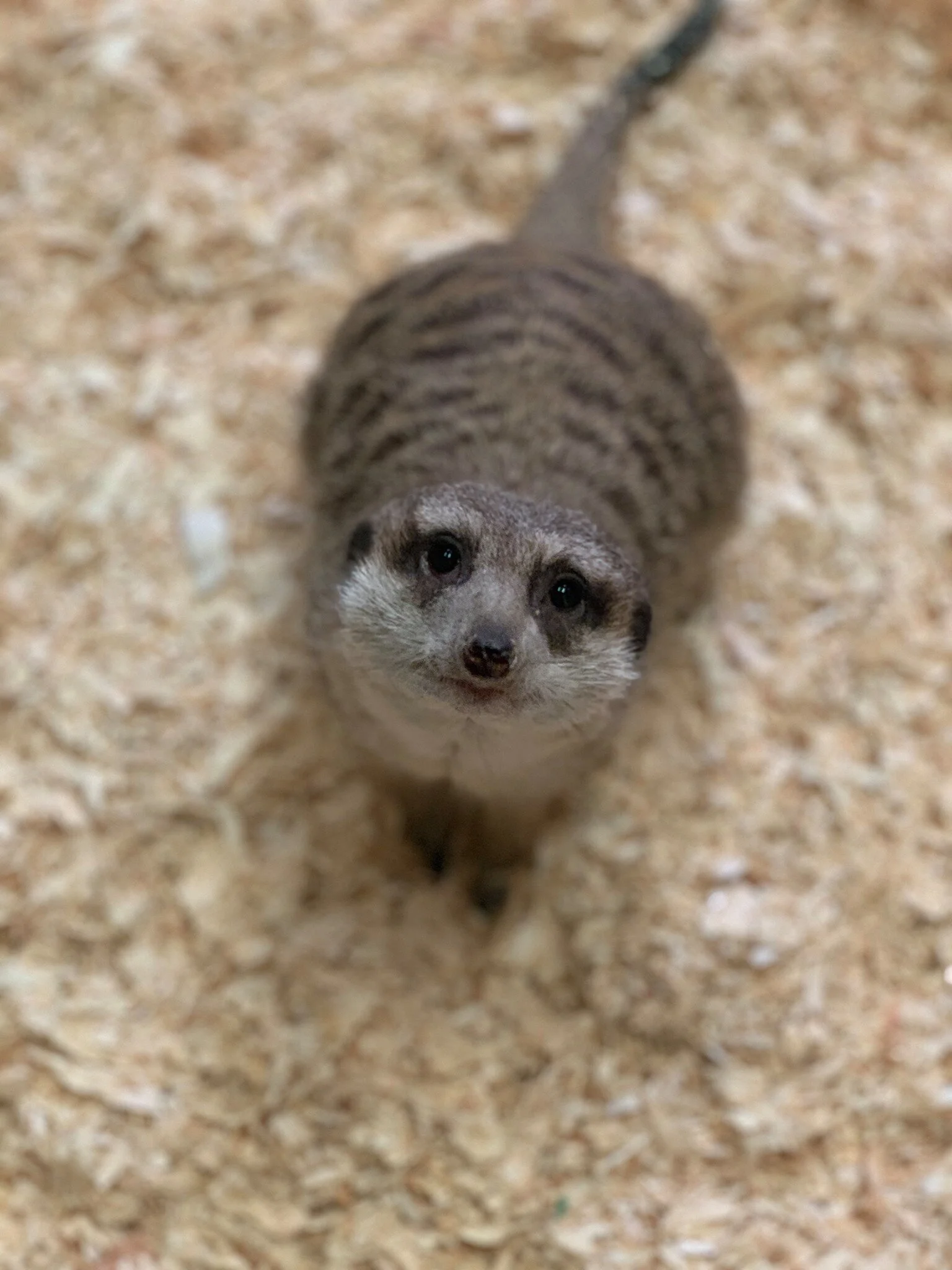 Photo via Riverview Zoo Facebook page
