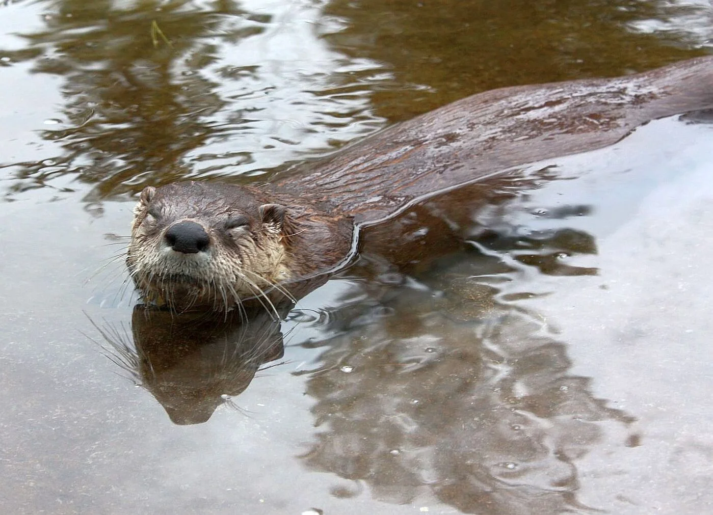 Photo of Splish courtesy Riverview Park & Zoo