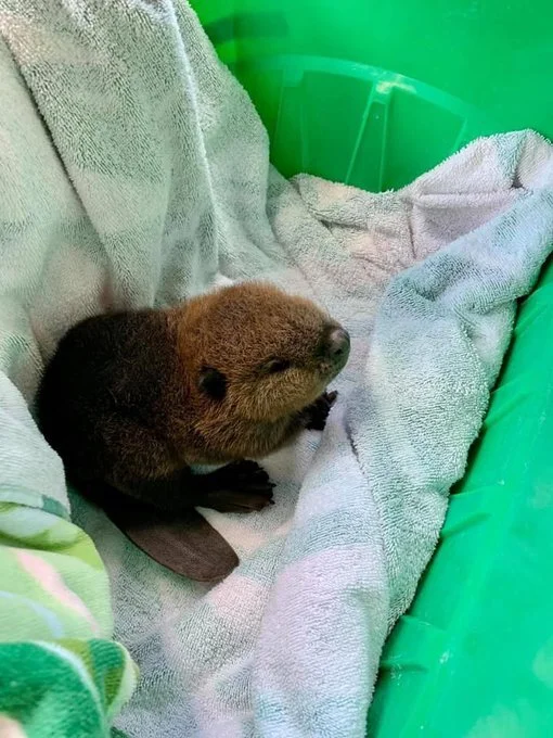 Photo by Tracy Turner of baby beaver she rescued