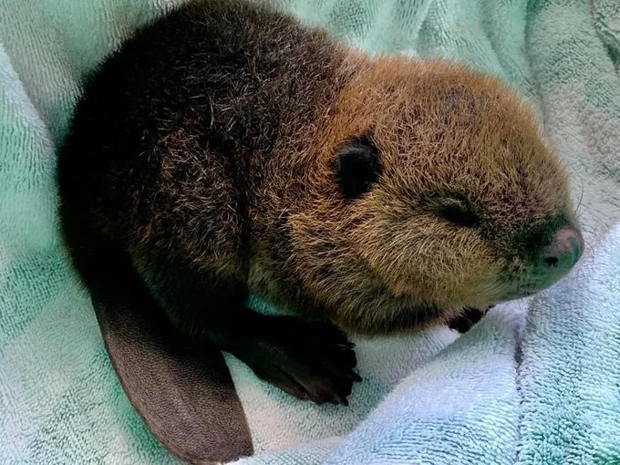 A Peterborough Family Saved A Baby Beaver In The Kawarthas & We're Not ...