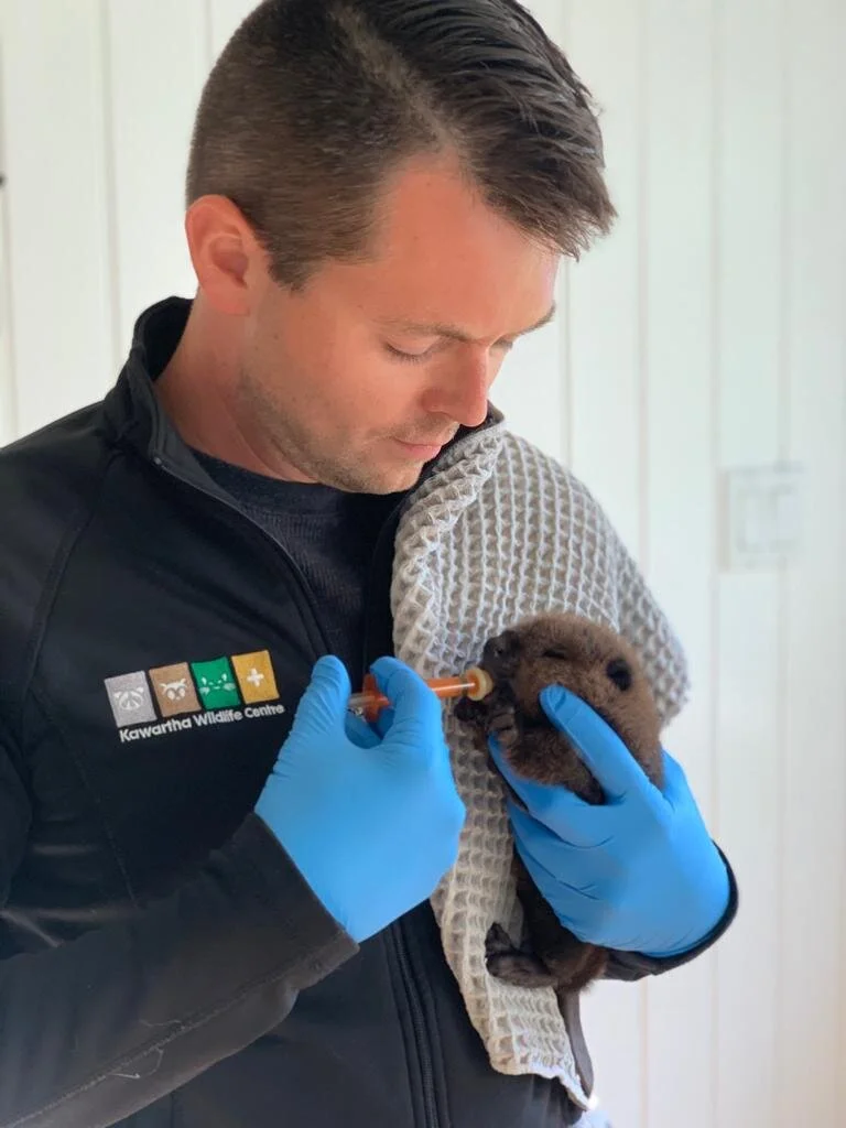 Thom Luloff, Chair of the Kawartha Wildlife Centre’s Board of Directors