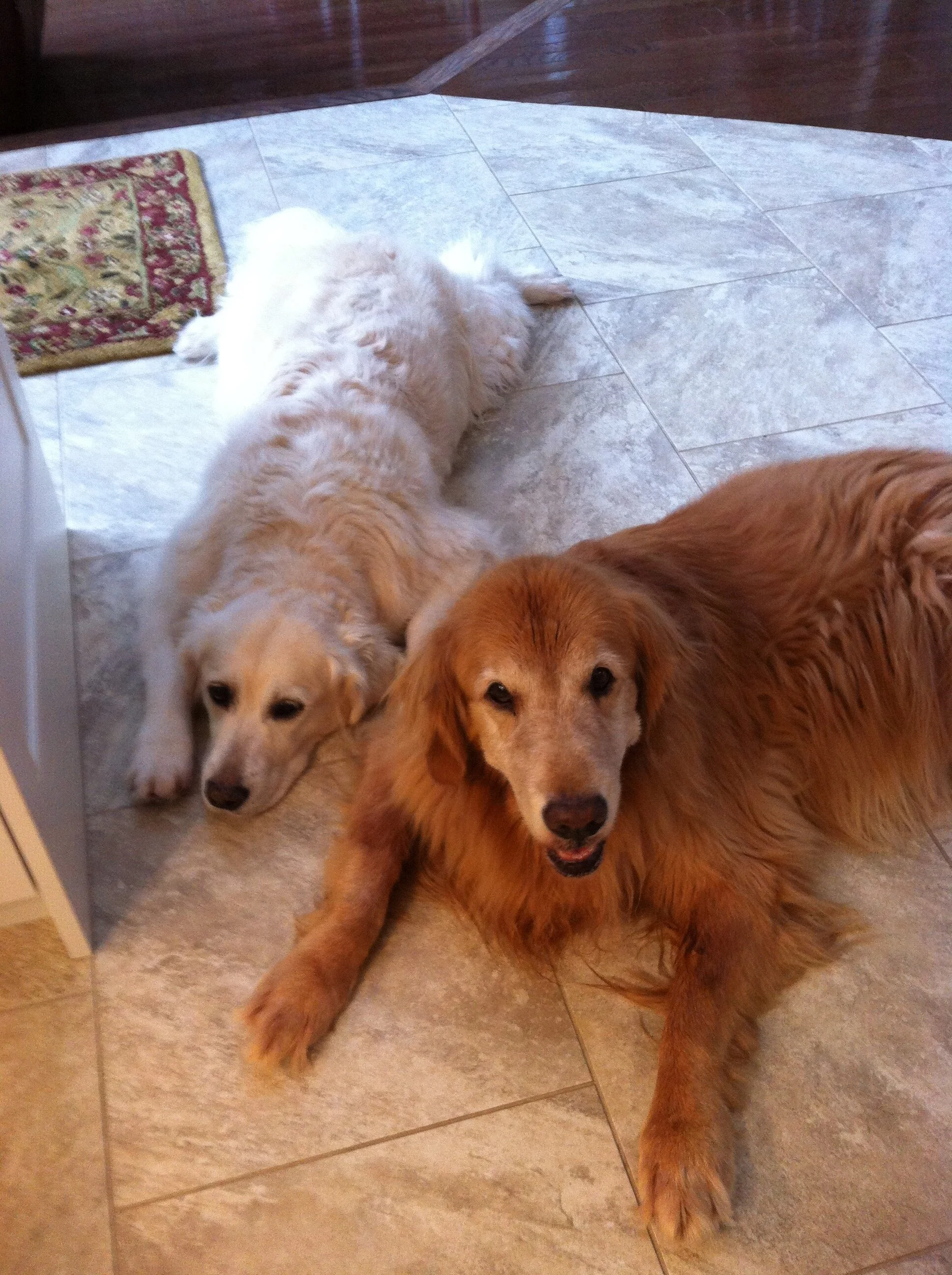 Maggie &amp; Ruby, two of the three dogs that have been a big part of Judy and Gord’s family over the years (Photo courtesy Peterborough Humane Society)