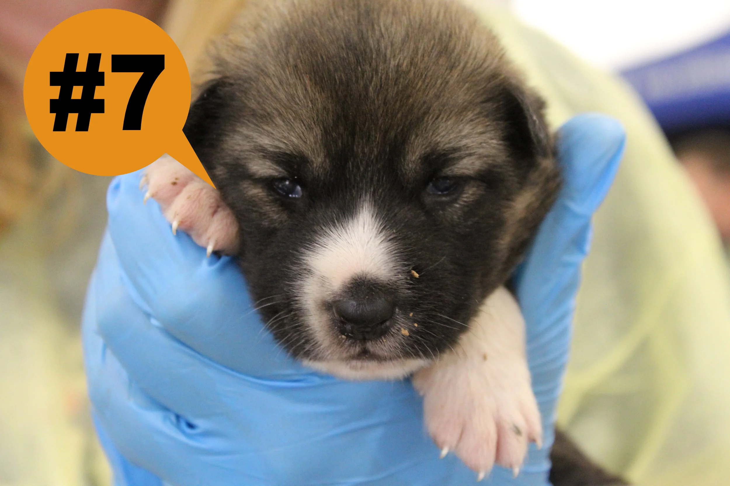 7Puppy.jpg