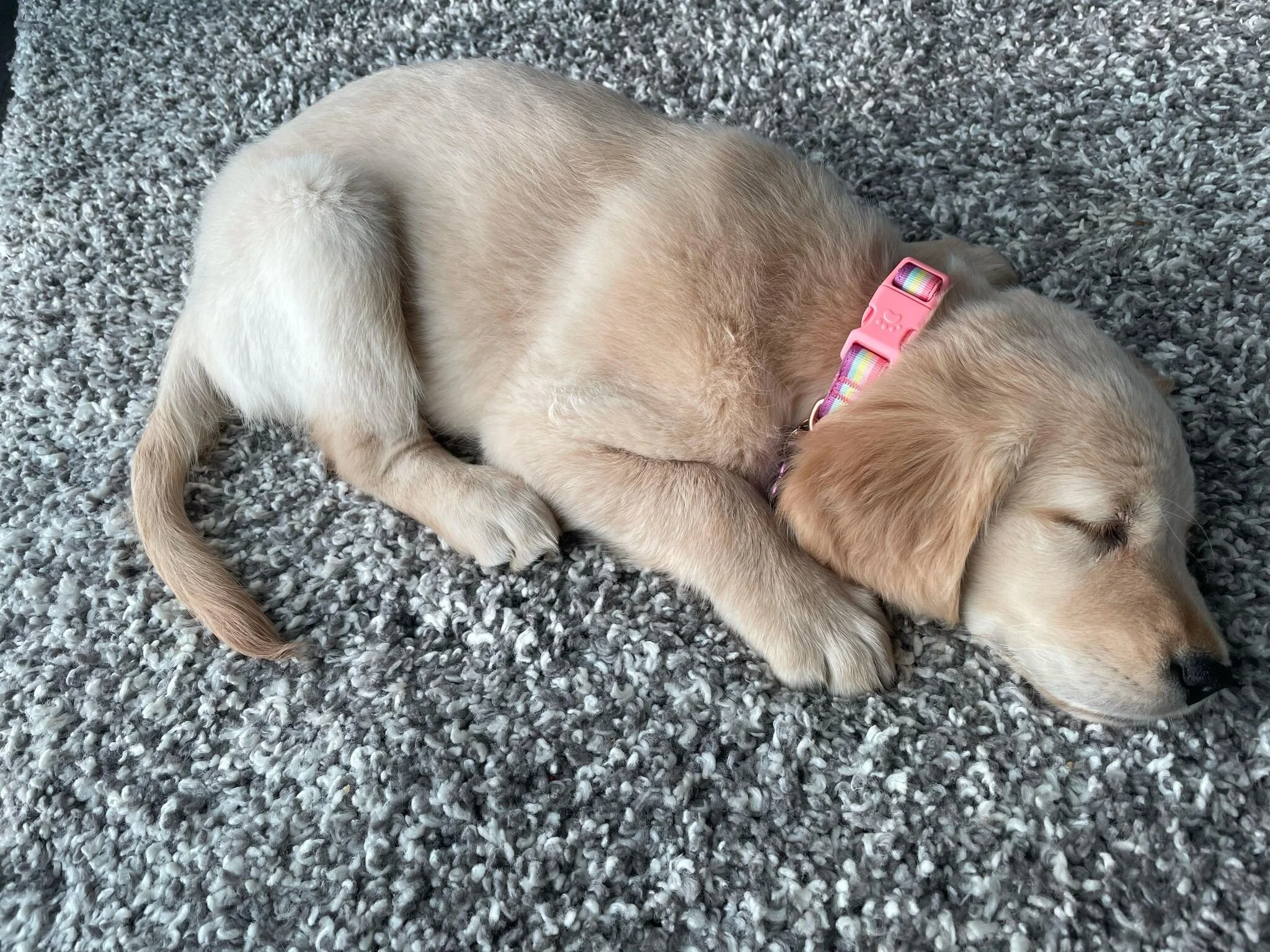 PTBOCanada Featured Post: Local Pet Store Gives Tips on Raising a New Puppy