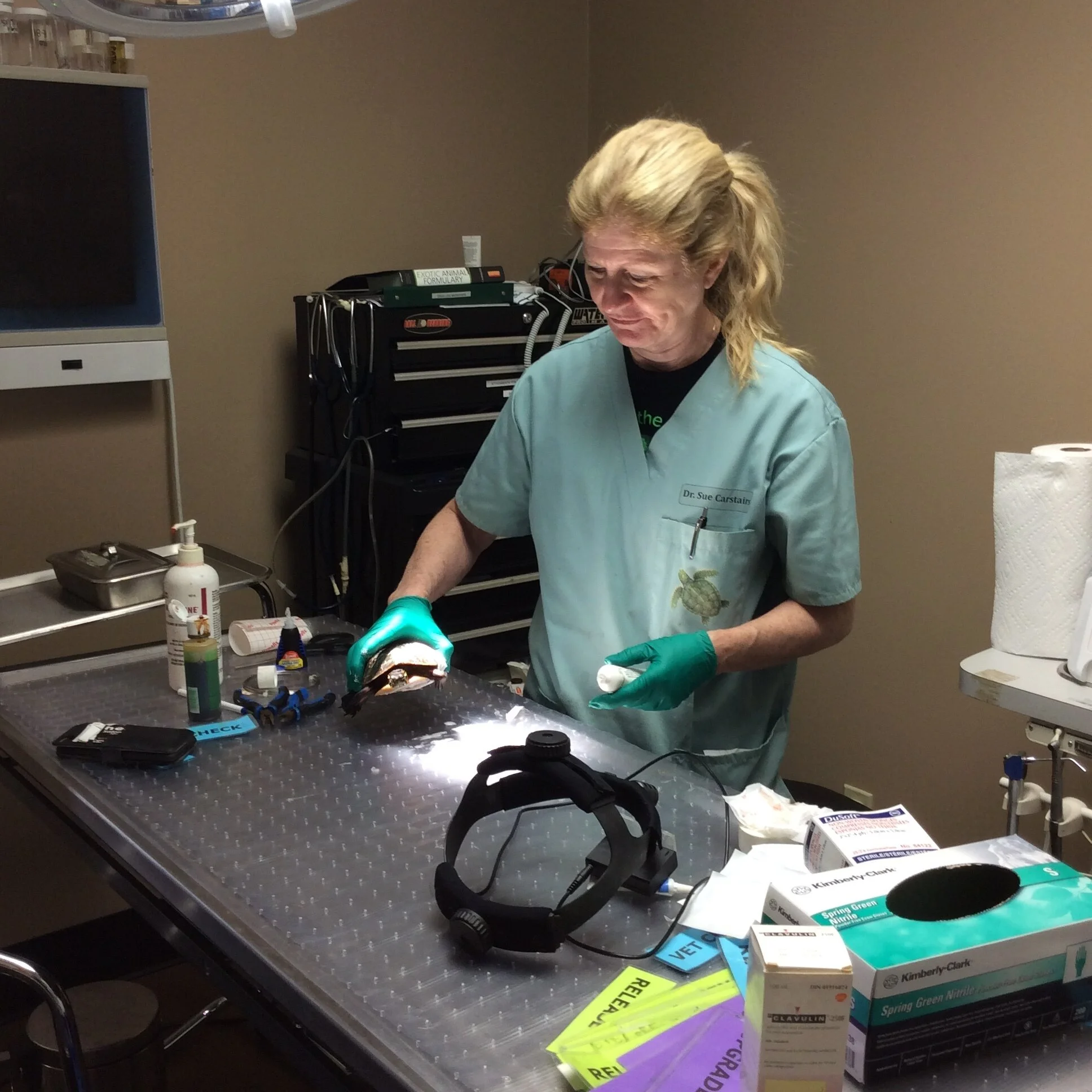 Dr. Sue Carstairs (pictured) graduated from the University of Guelph with a Bachelor of Science degree in wildlife. She completed Ontario Veterinary College in 1987 following her degree. Photo Courtesy Ontario Turtle Conservation Centre.