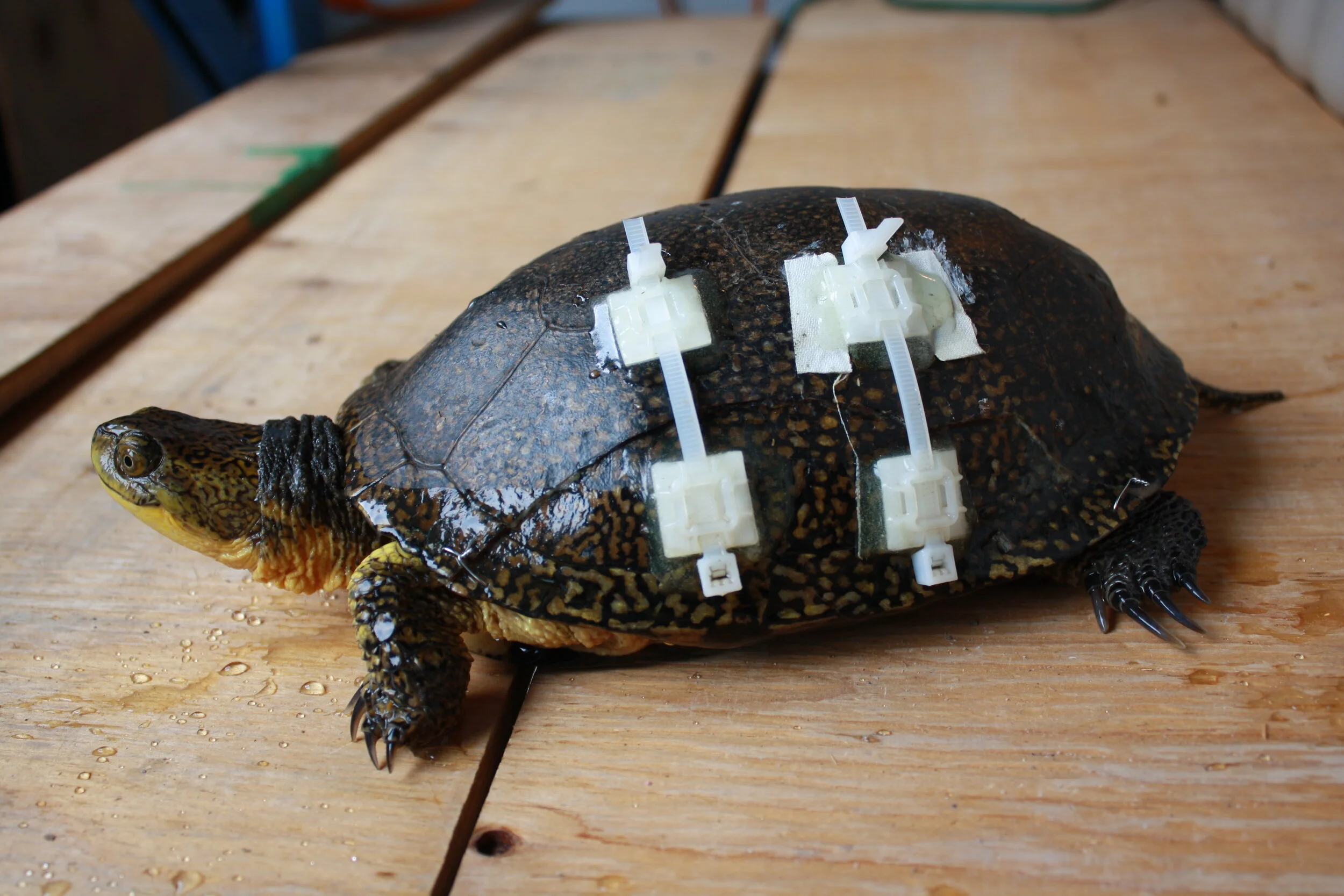 When fishing, do not leave behind hooks, especially with bait as it can hurt them according to Carstairs. Photo Courtesy Ontario Turtle Conservation Centre.