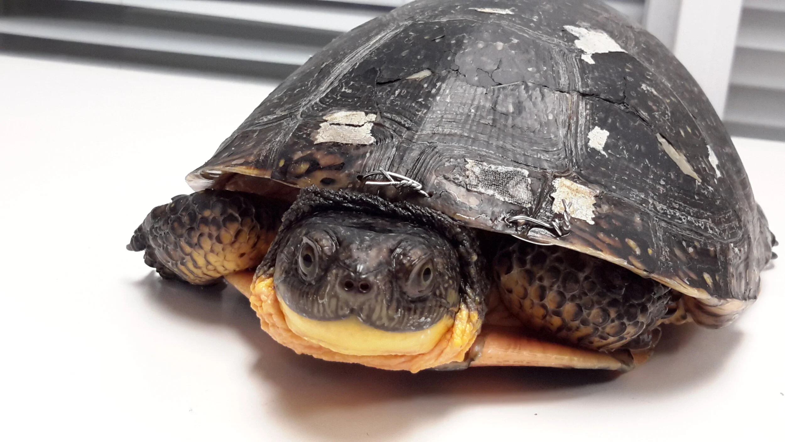It can take a snapping turtle 60 years to produce enough eggs to be able to replace itself. Photo Courtesy Ontario Turtle Conservation Centre.