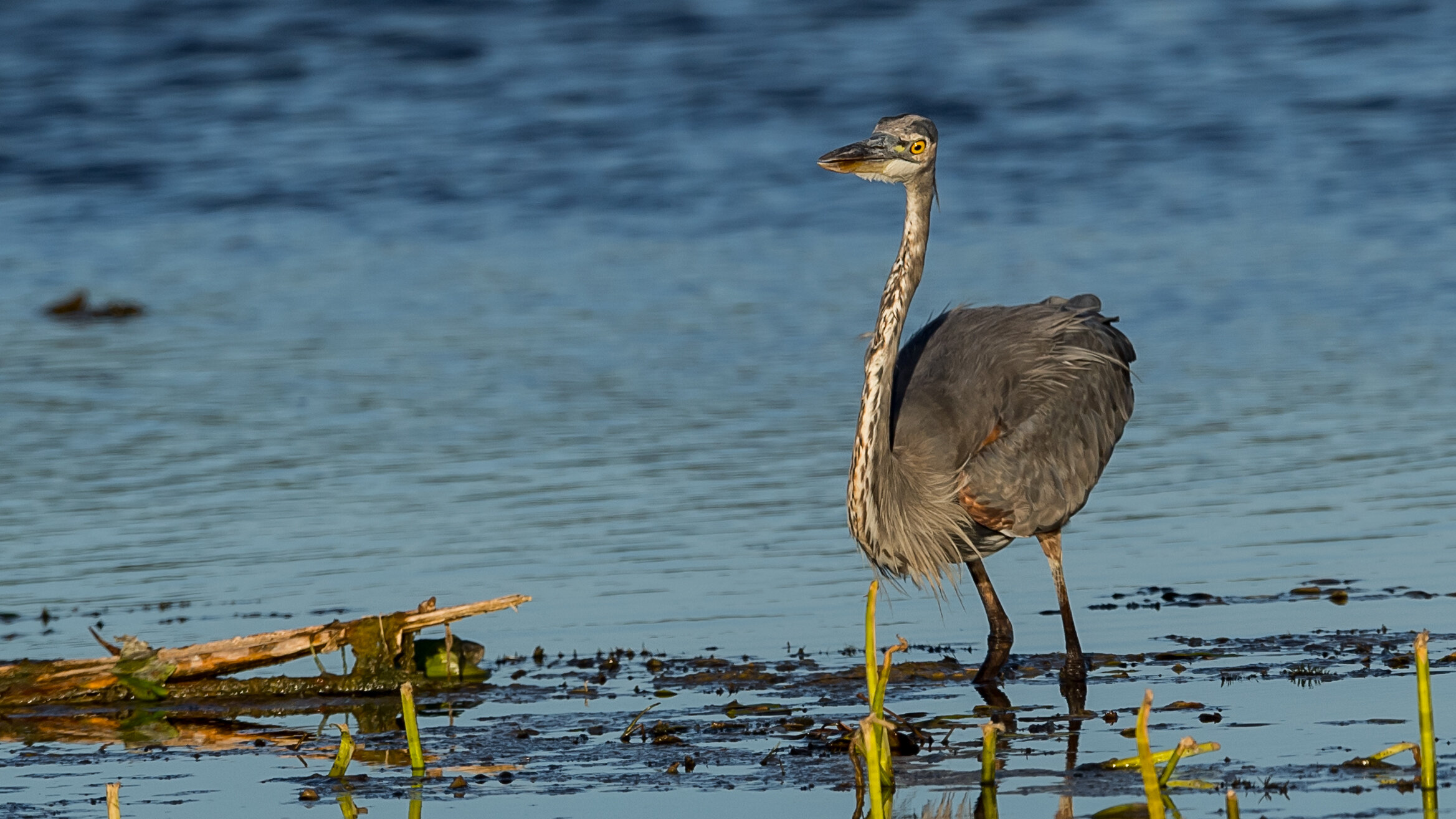 014 Great Blue Heron fishing__Notice the size of its neck about 1 inch in diameter.jpg