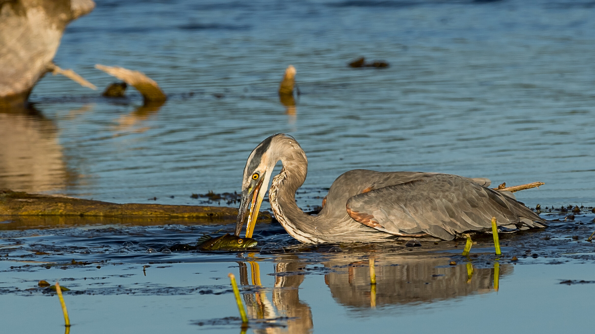 015 The Heron has stabbed a fish and starts to bring it to the surface.jpg