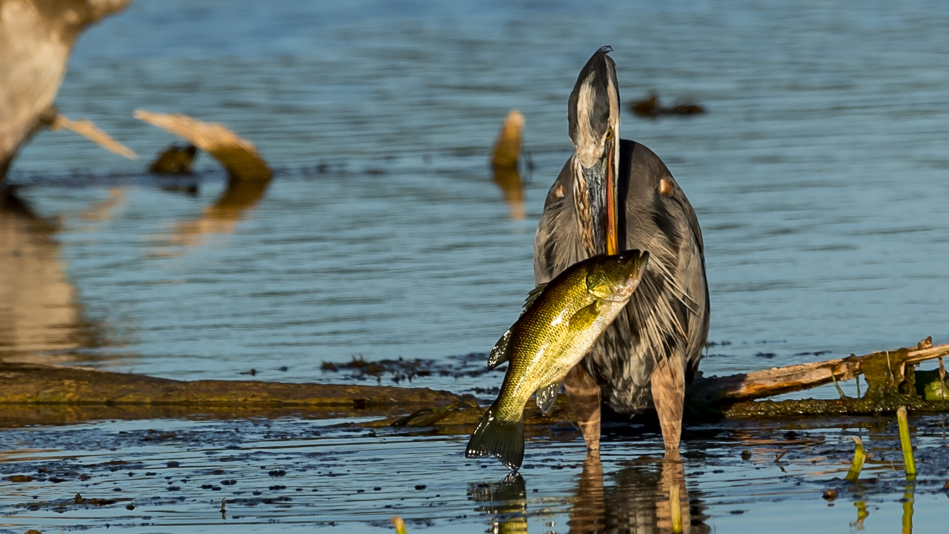 016 Look at the size of the large mouth bass that the heron has caught__It is about 4 lbs..jpg