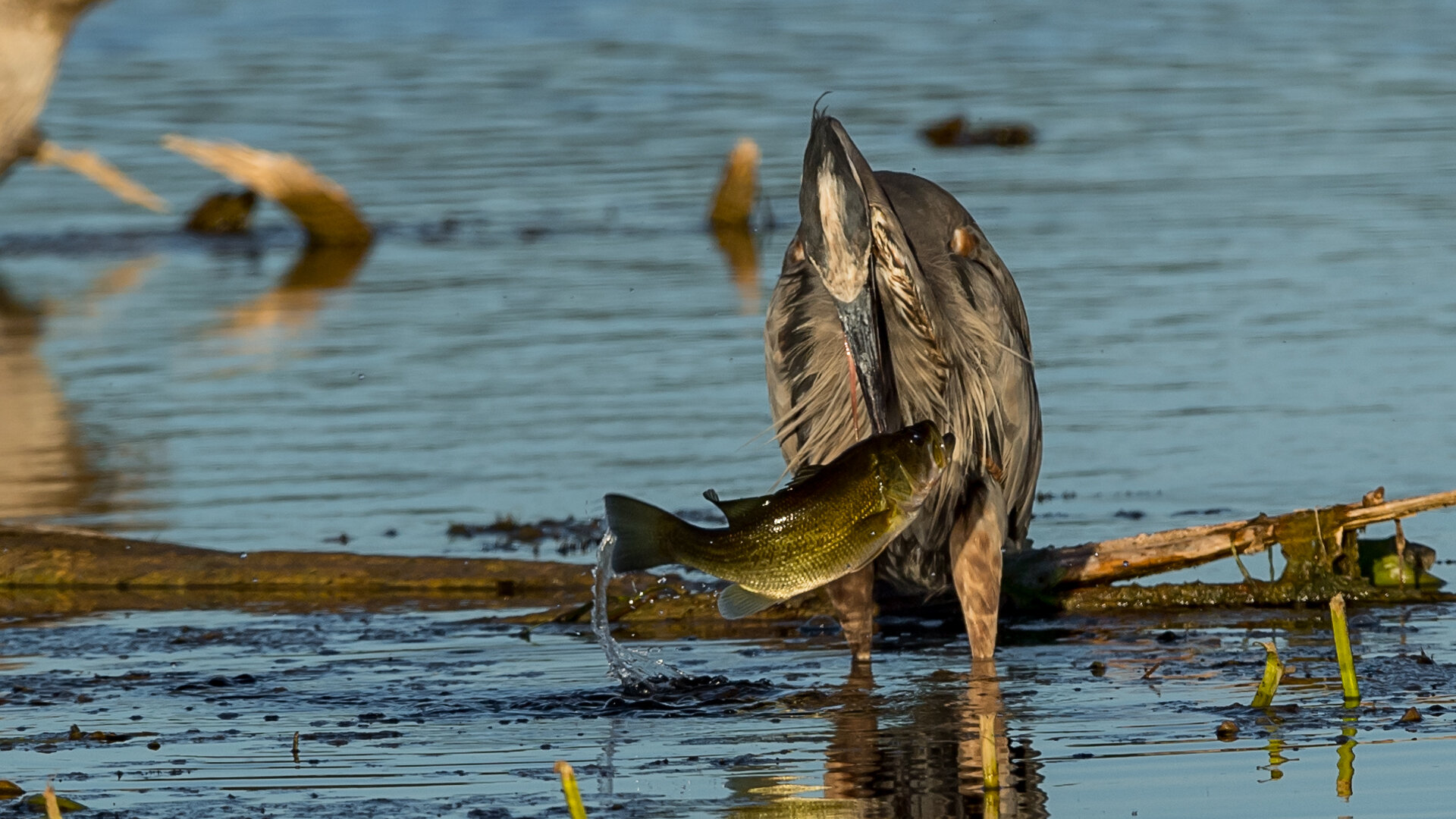 017 The bass fights hard but the heron somehow manhandles it.jpg