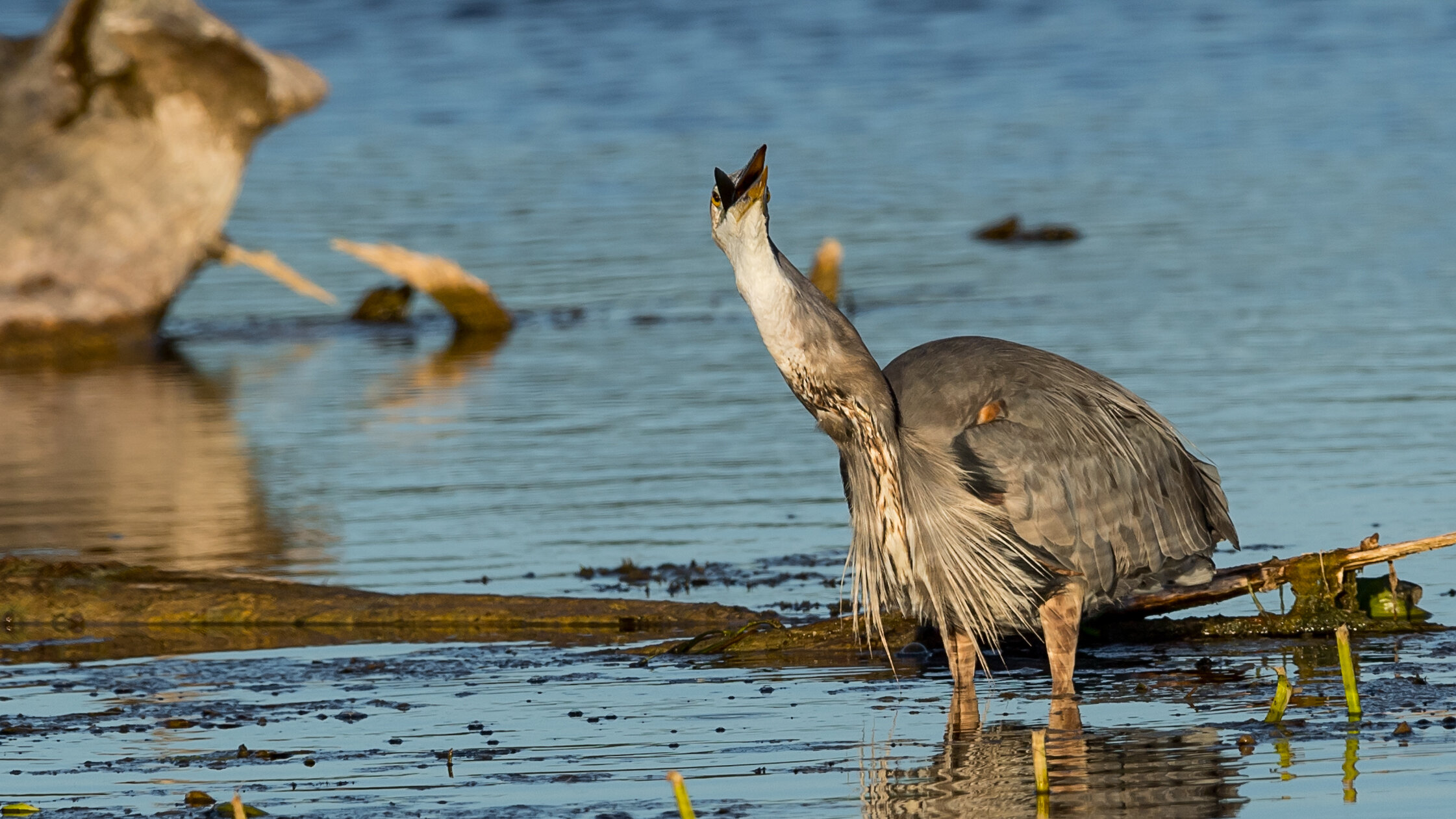 020 Look at the size of the herons neck now with the large fish in its throat.jpg