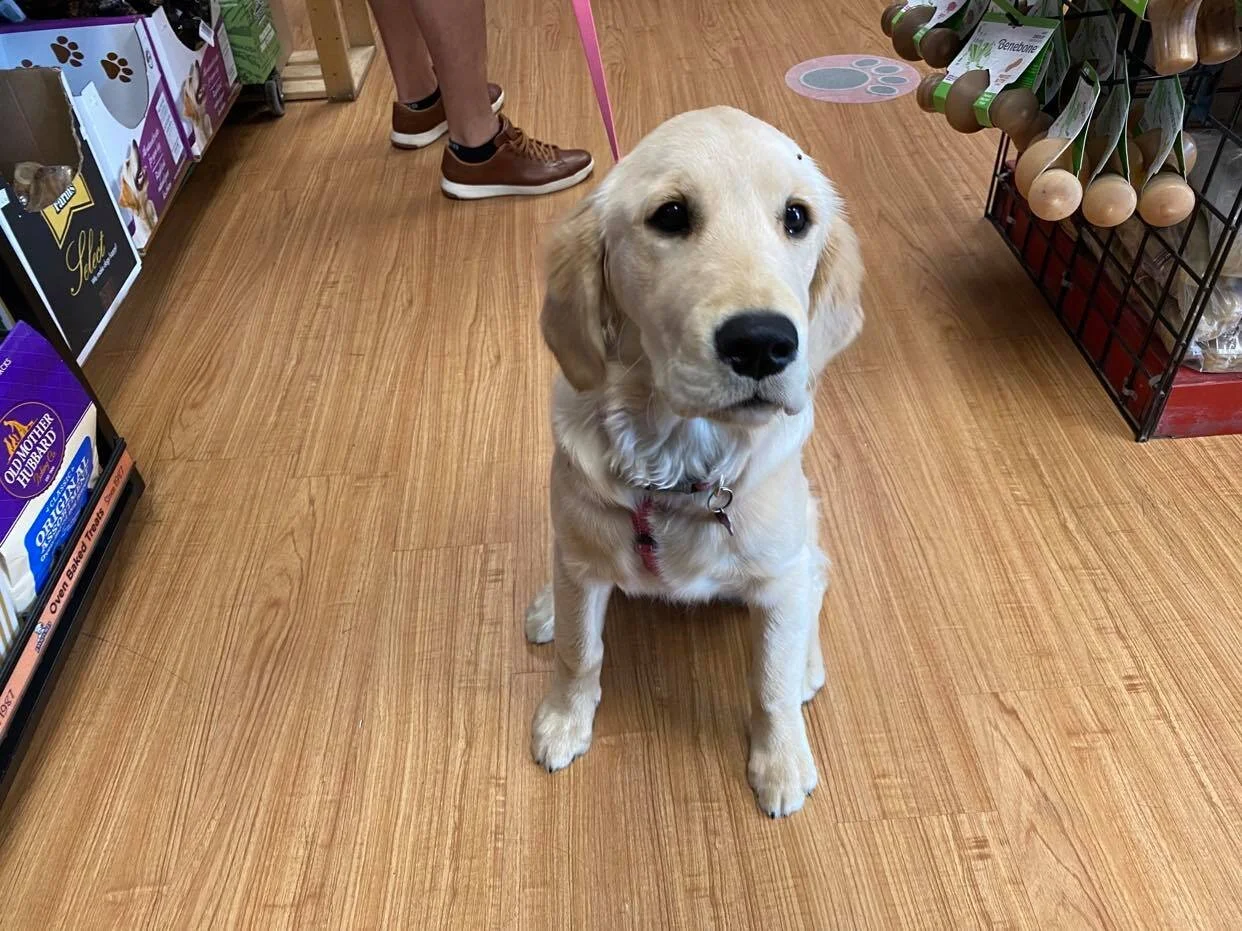 PTBOCanada Featured Post: Pet Supply Warehouse's Recommendations On Summer Toys For Dogs