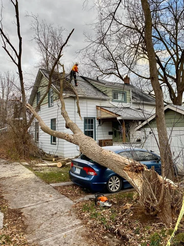 Treescape pic 4.jpg
