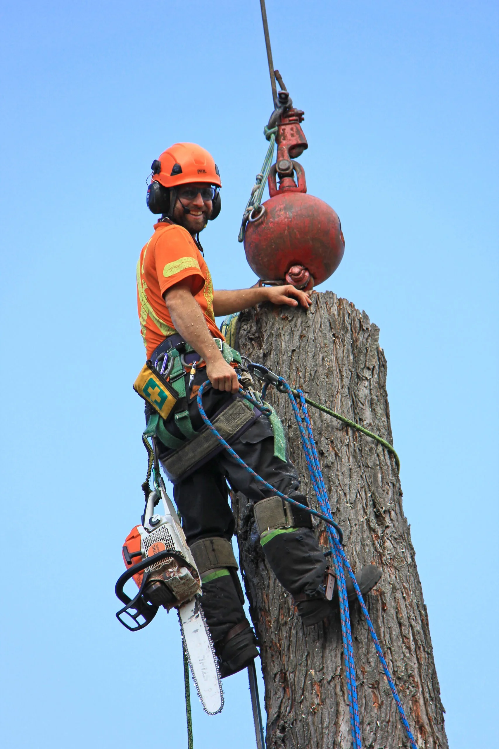 Treescape pic 3.jpg