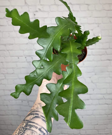 Plant Goals pic 2.png