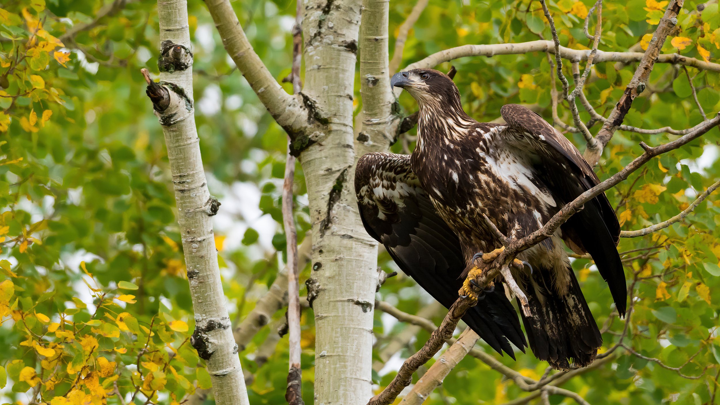 01 An immature bald eagle is about to take flight.jpg