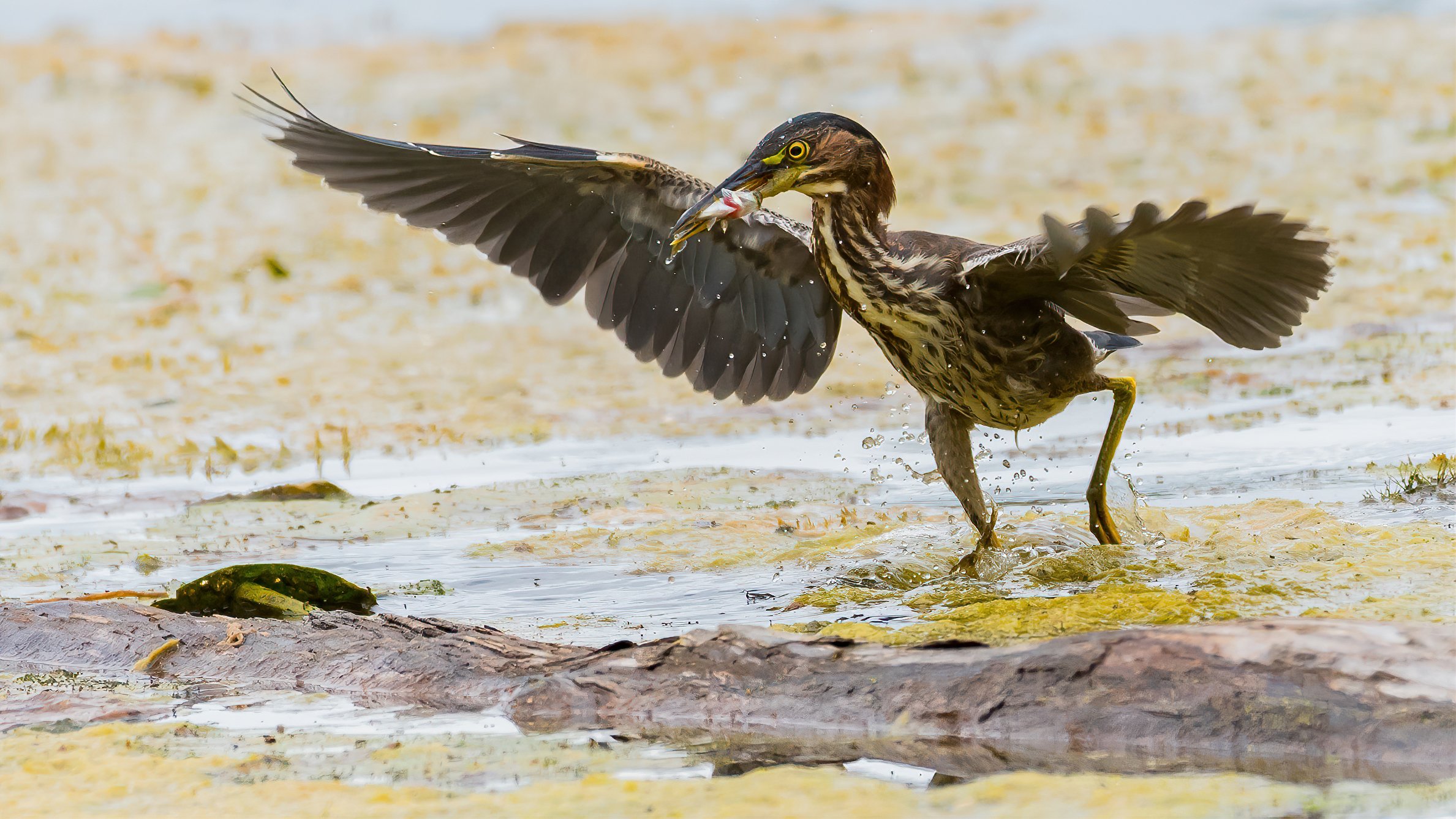 04 A green heron anxiously heads towards shore with its catch.jpg