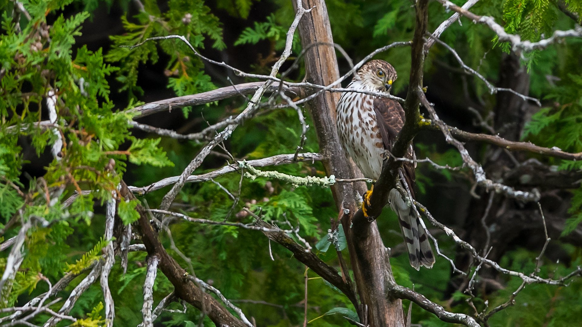 05 An immature Cooper's hawk looking for its next meal.jpg