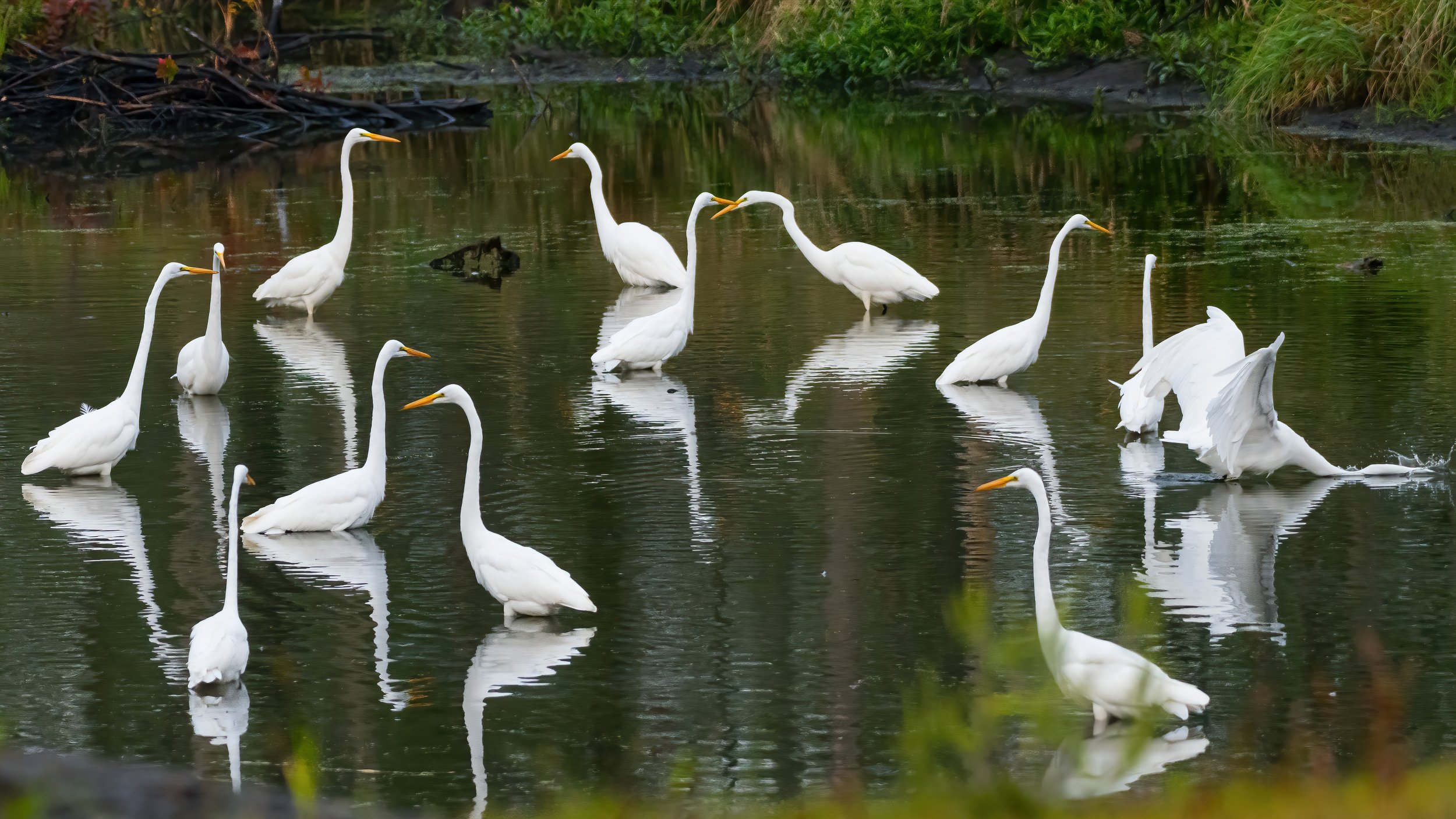 03 A large group of great white egrets congregates in a small pond for a morning feed of fish.jpg
