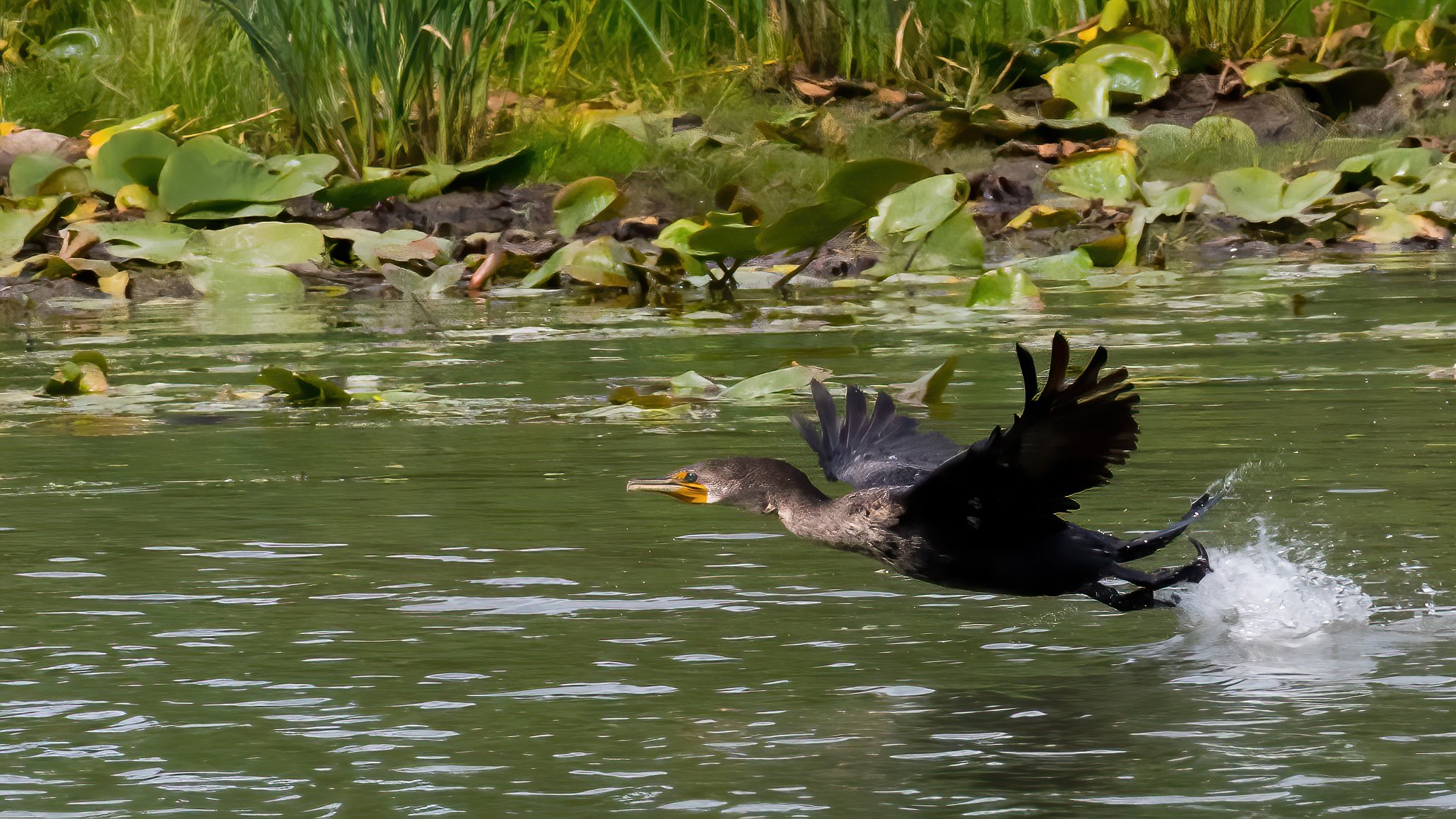 08 A double crested cormorant takes off from the water.jpg