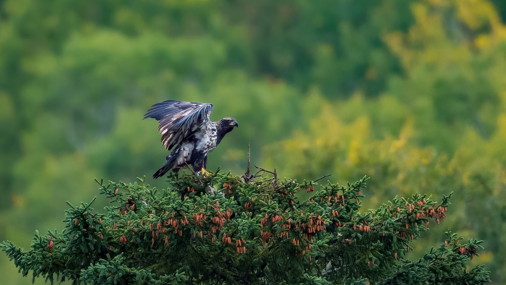 10 A young bald eagle has a fine perch overlooking the valley from the top of a spruce tree.jpg