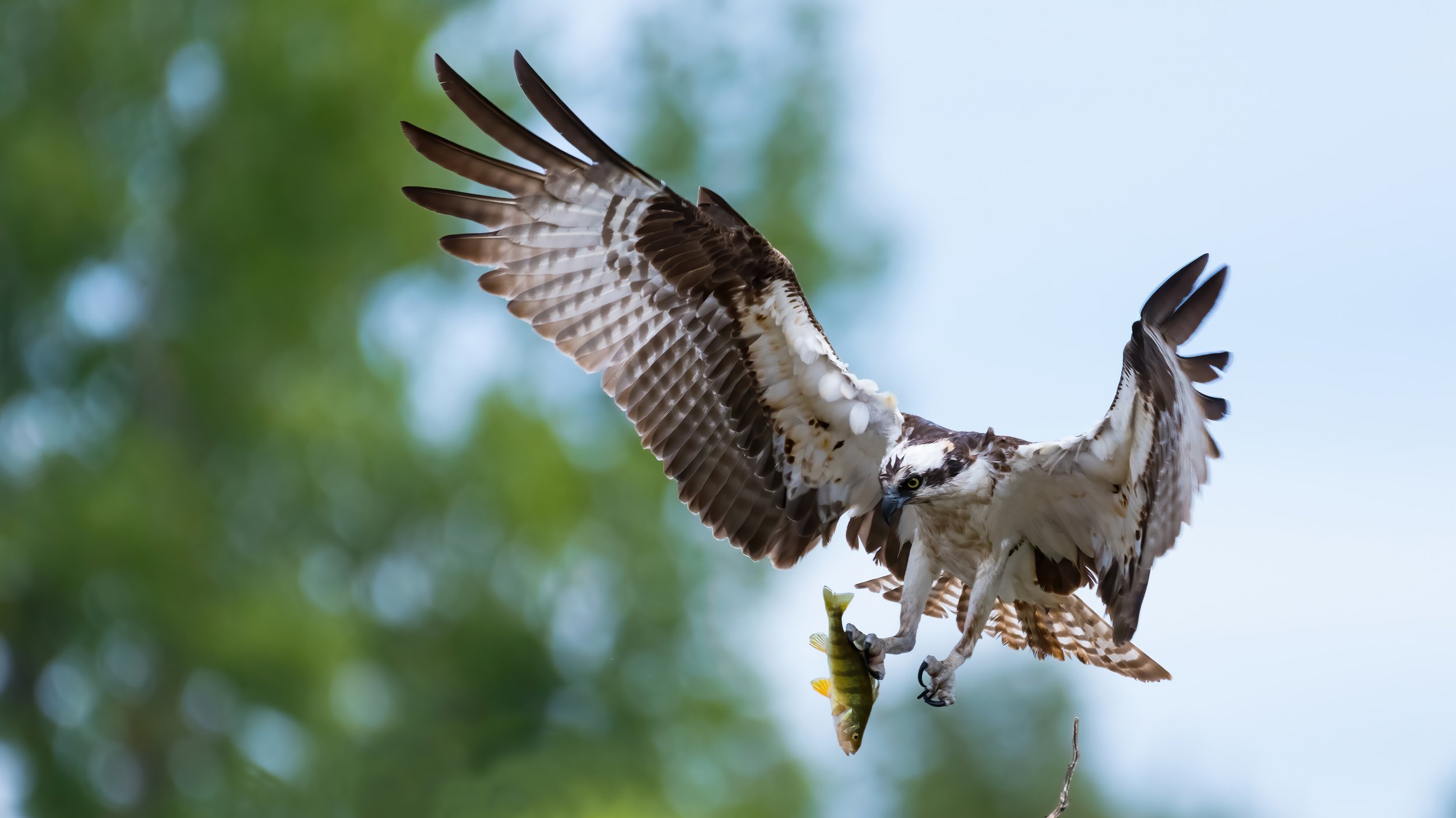 09 An osprey comes back to its nest with a large perch.jpg