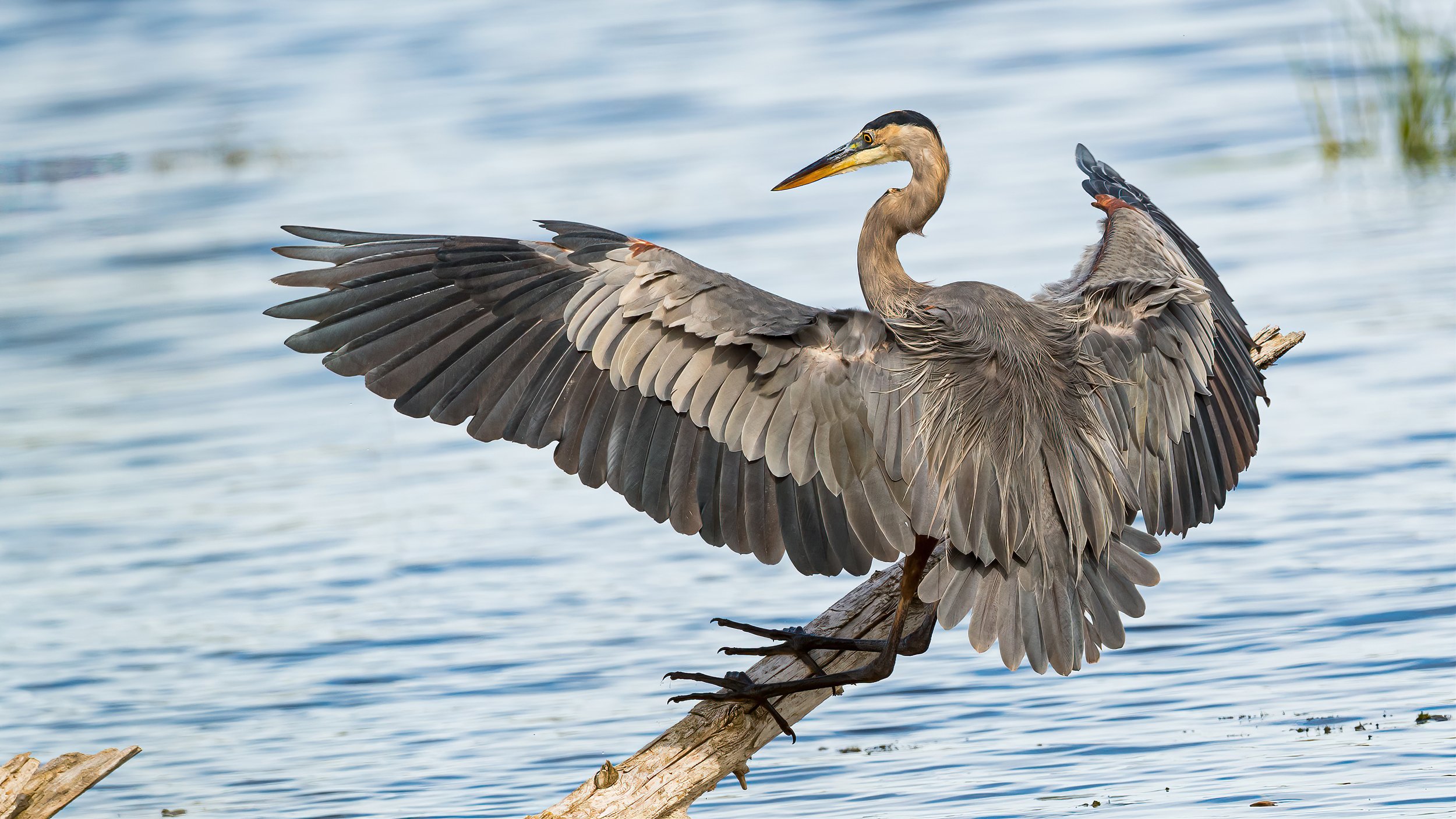 11 A great blue heron spreads its wings as it lands on a branch over the water.jpg