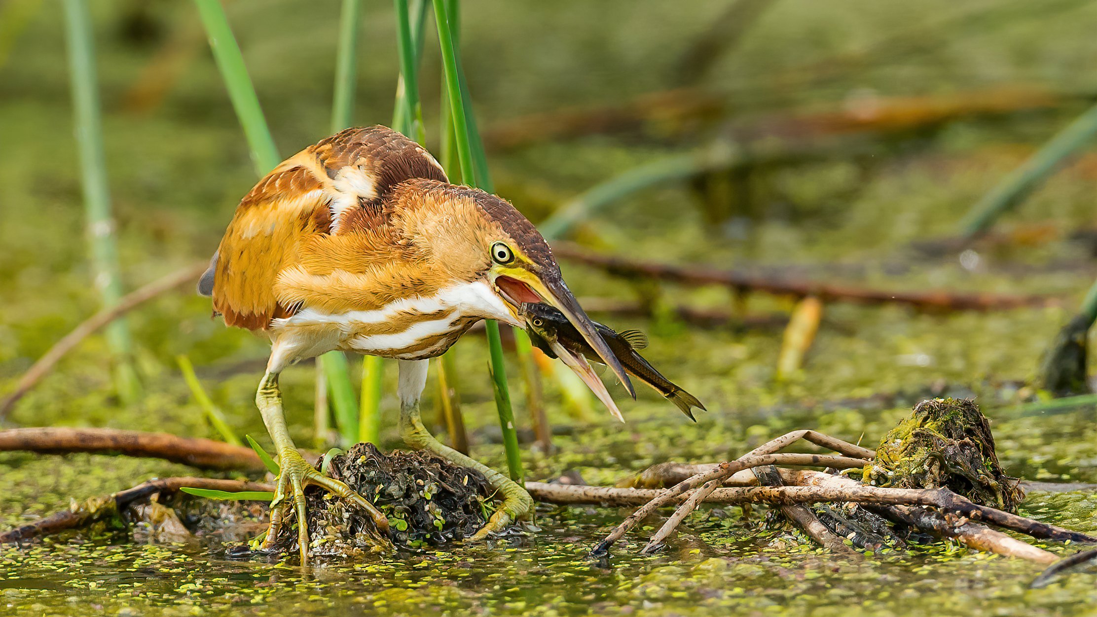 12 A juvenile least bittern has caught itself a good sized snack.jpg