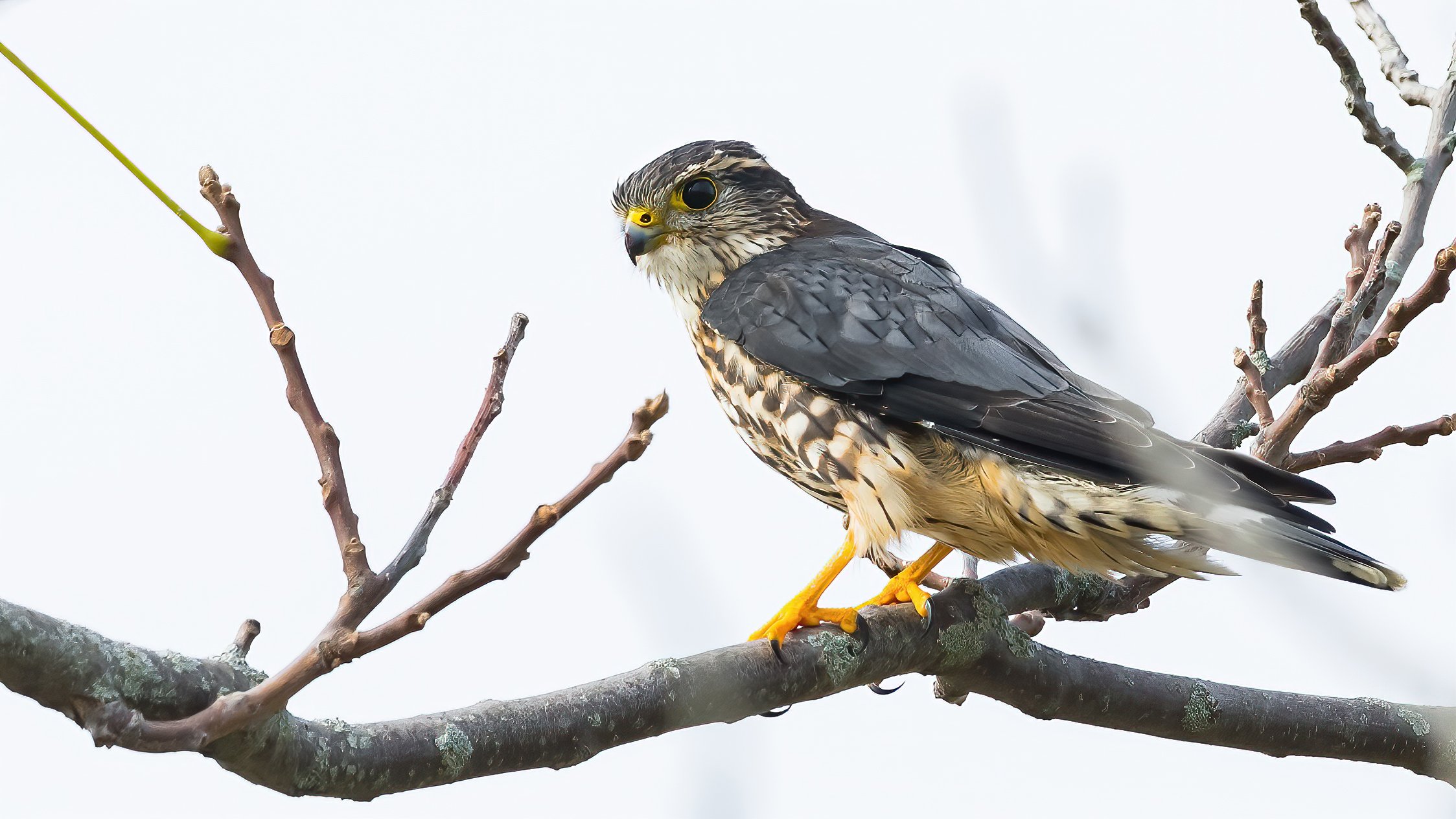 14 A merlin watches out for small birds to dine on.jpg