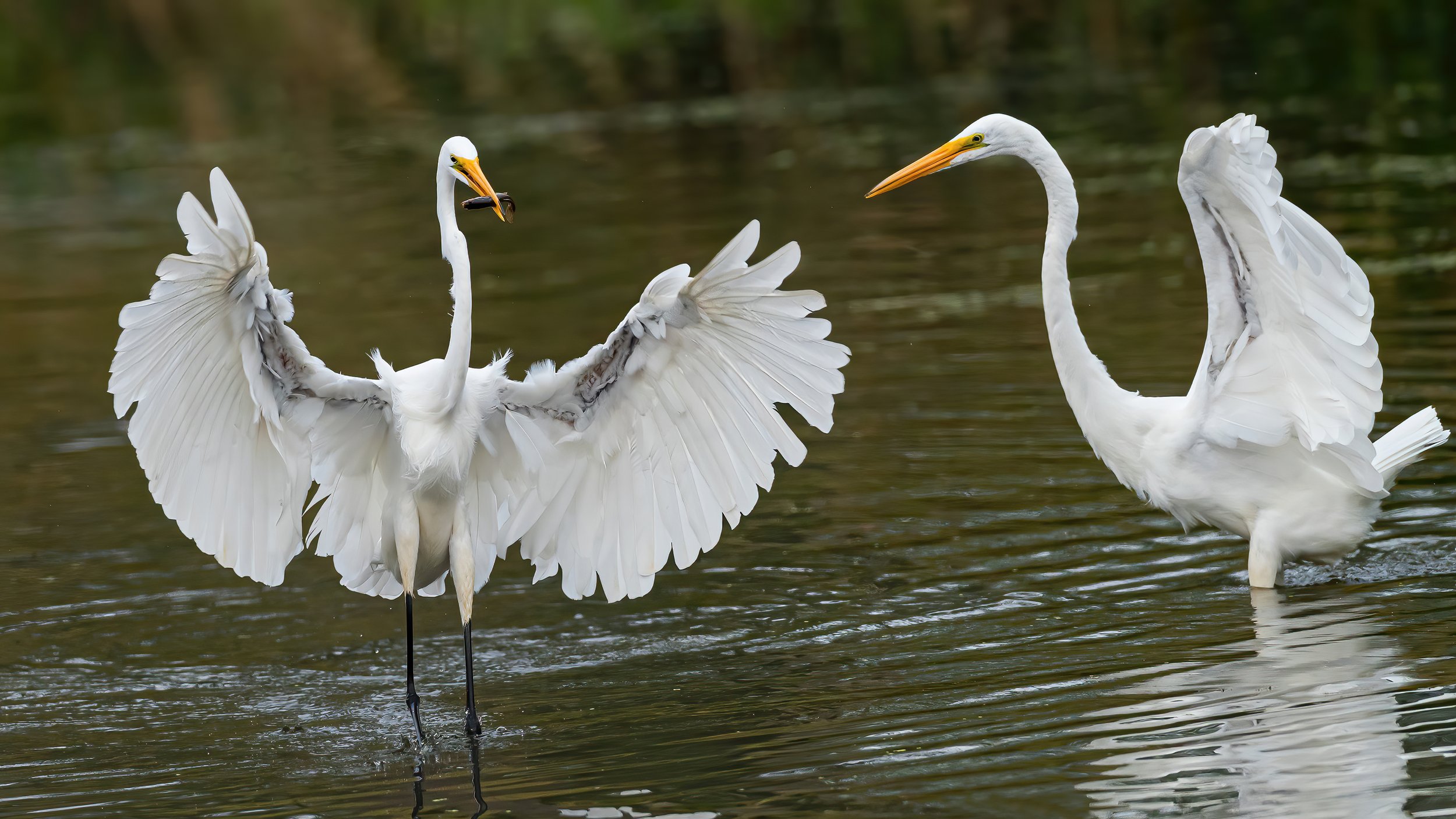 13 A great white egret shows off its catch to its neighbor.jpg