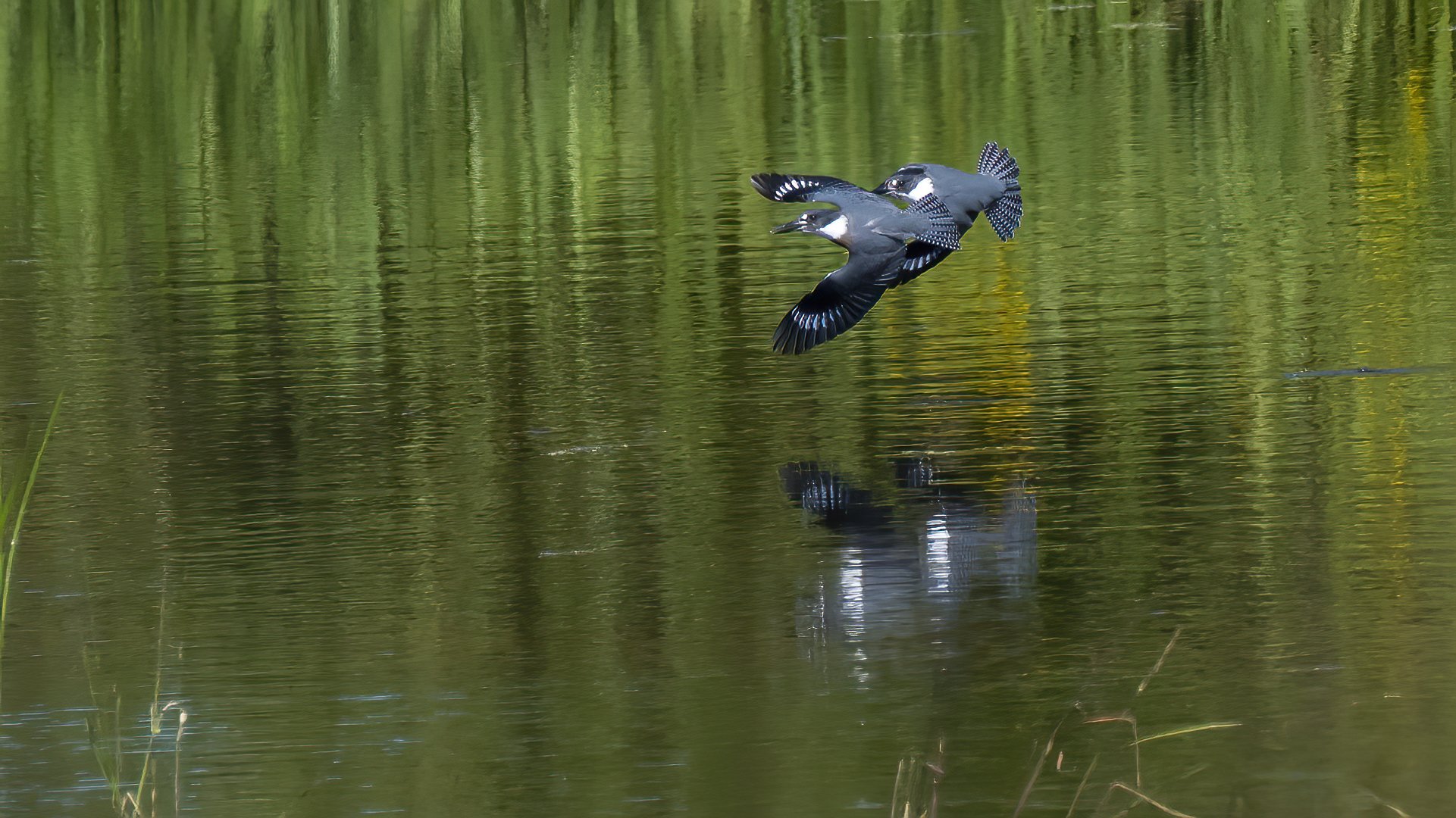15 A pair of kingfishers play a game of tag over the river.jpg