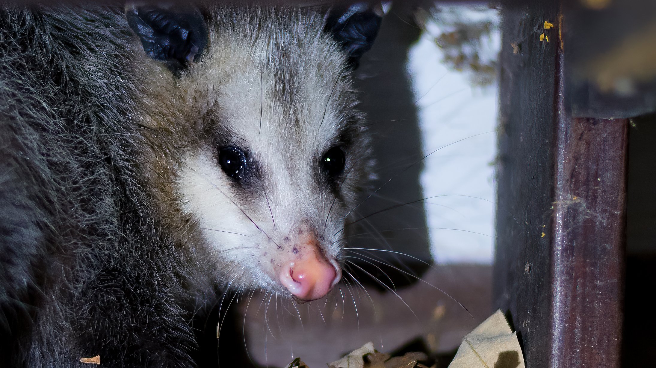 16 Opossums are curious looking creatures that are a great benefit to have around.jpg