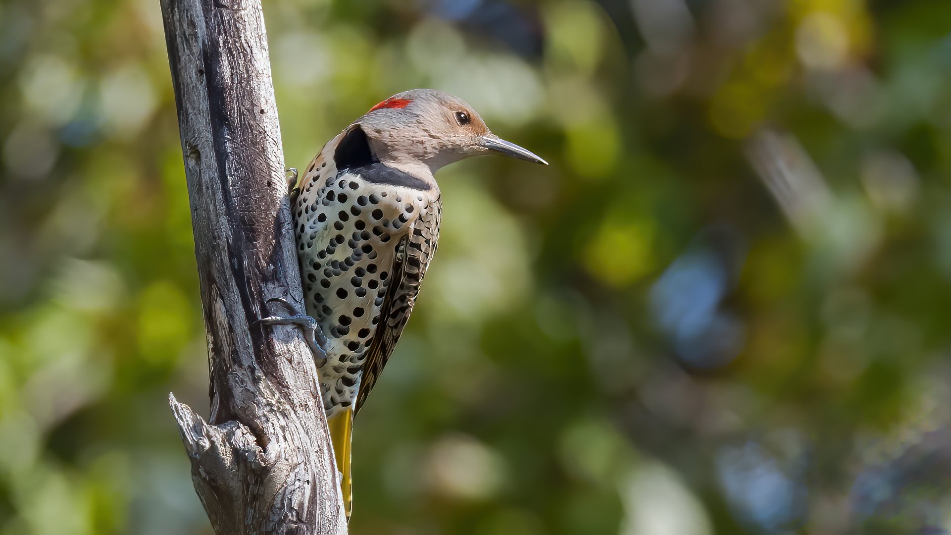 17 A northern flicker tries to decide where to go next.jpg