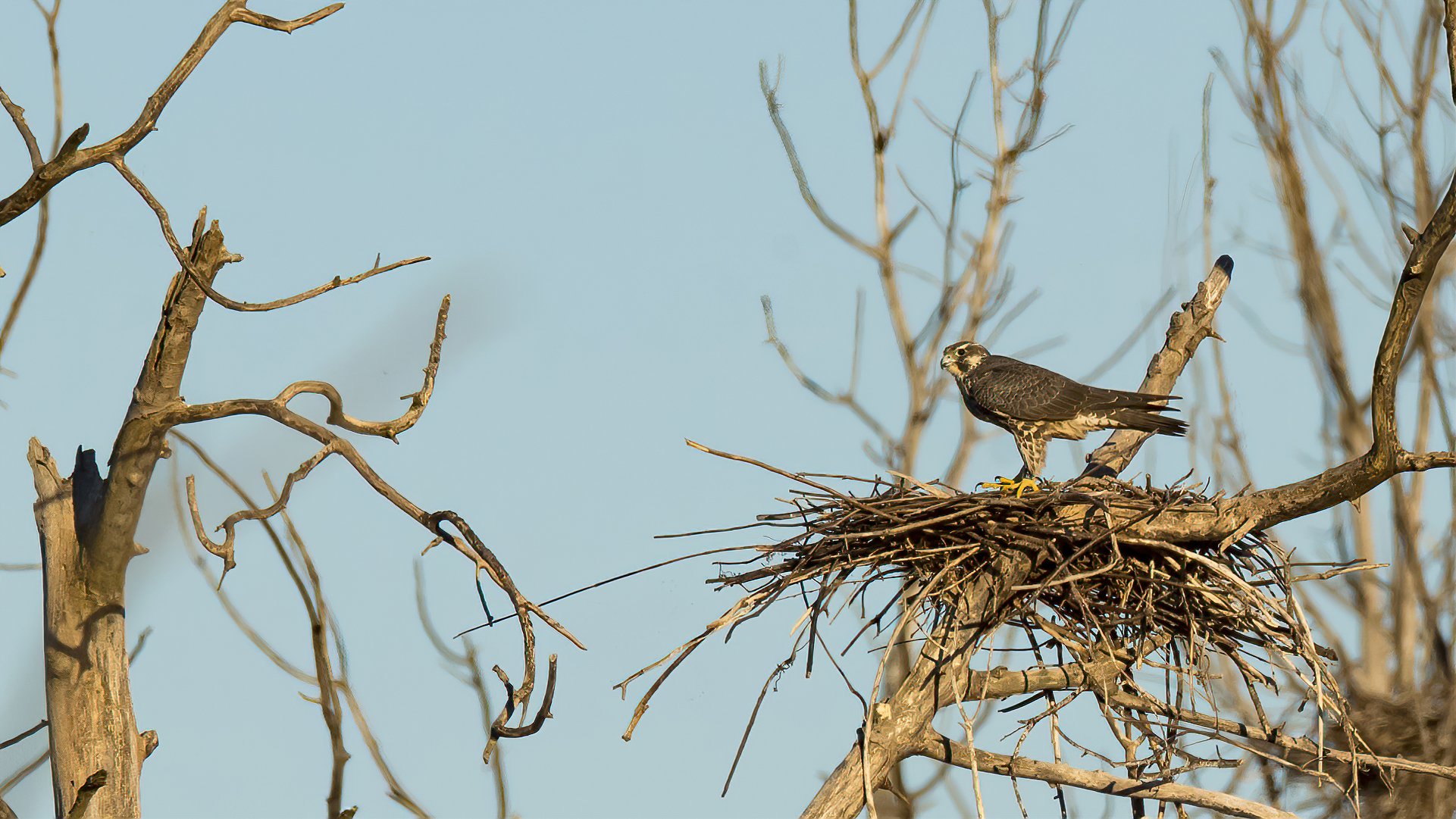 19 A peregrine falcon surveys the situation from a great blue heron nest.jpg