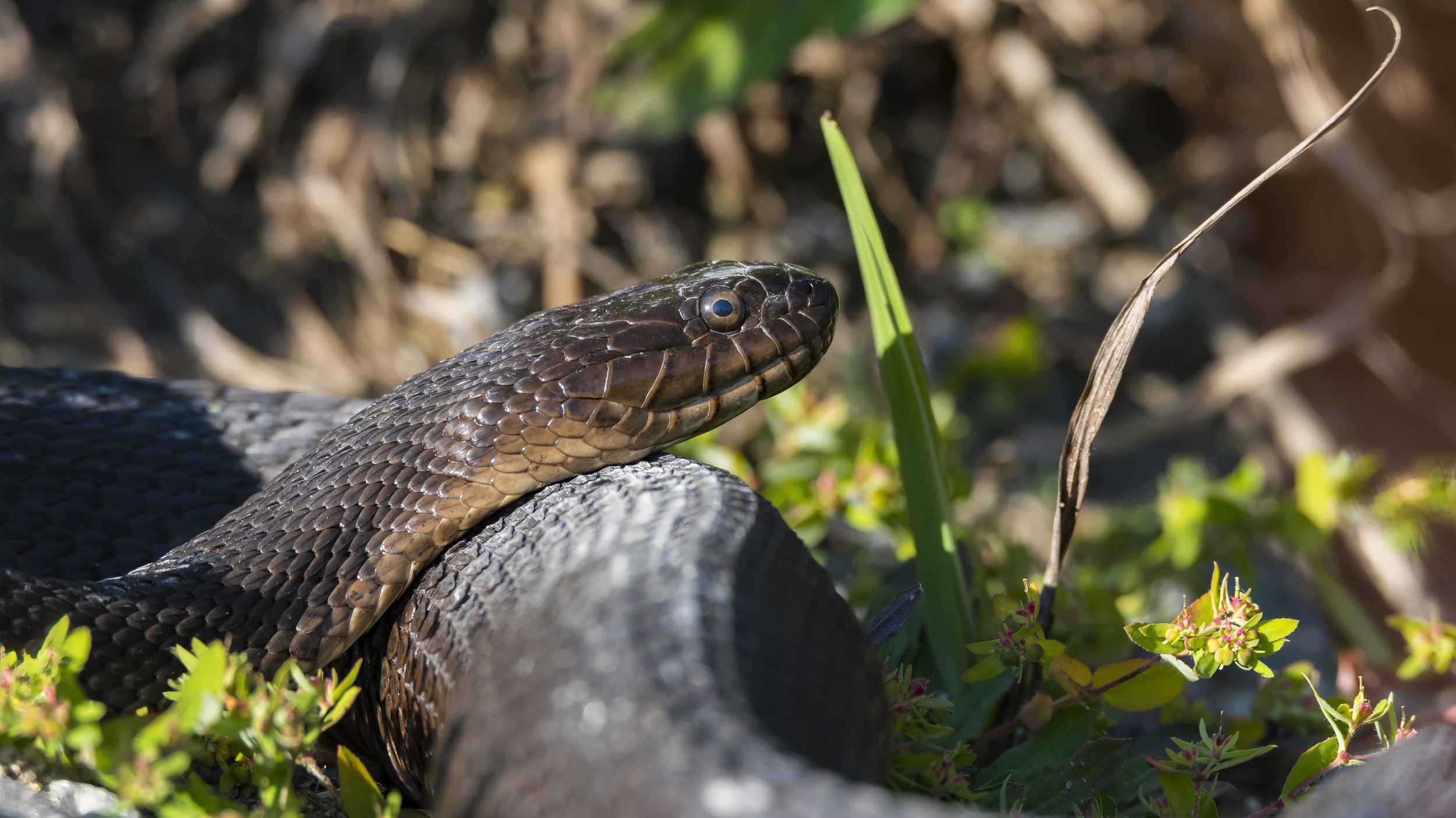 20 A northern water snake warms itself in the sunshine.jpg