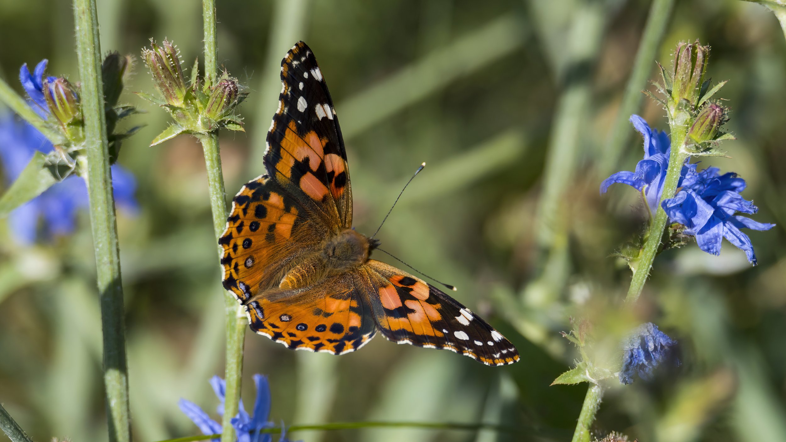 21 An American painted lady butterfly flitters about.jpg