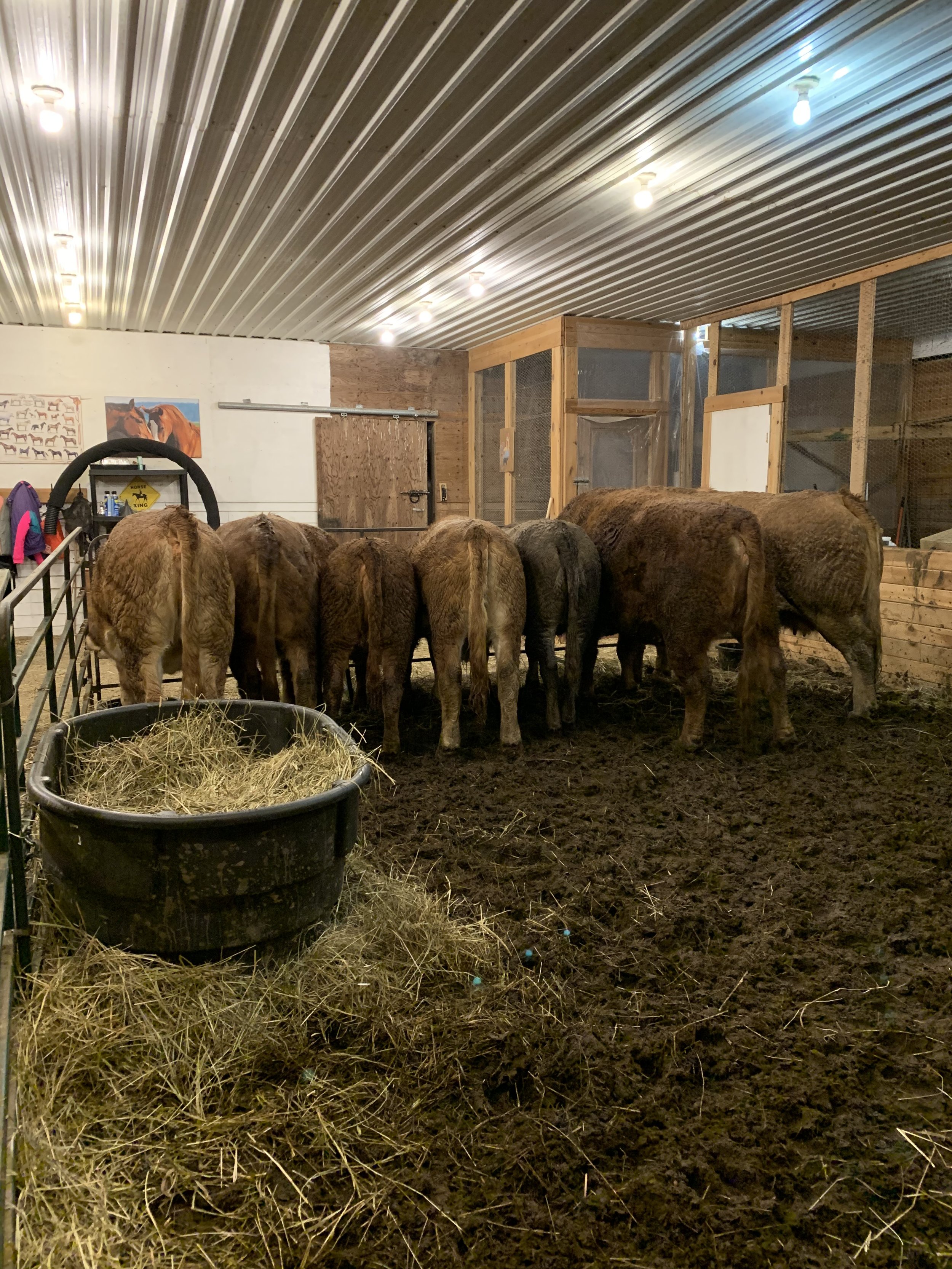 Auto Connect Cows enjoying dinner Christmas Eve 2021.jpg