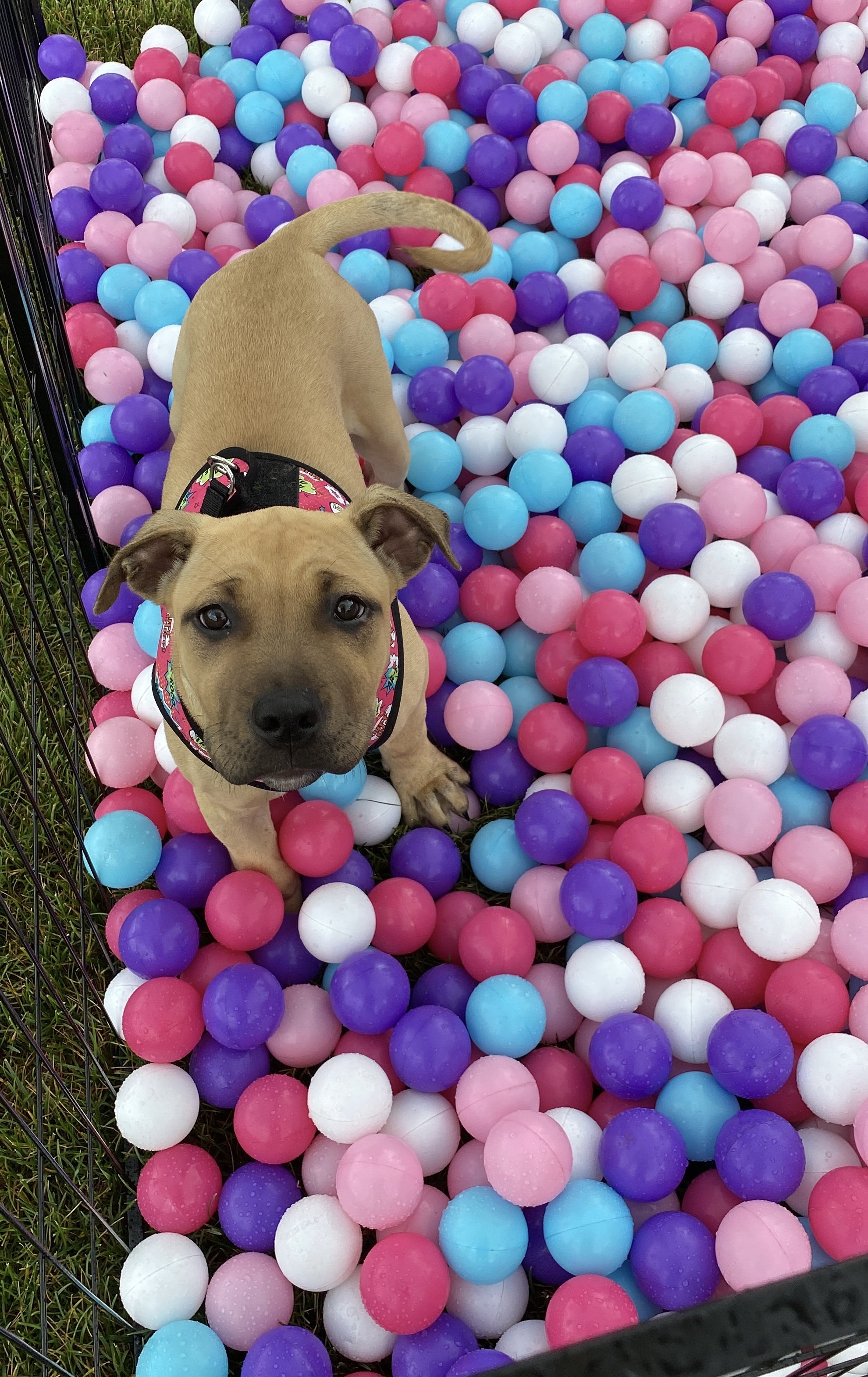 PACC Grand Opening Ralphie in Dog Ball Pit.jpg