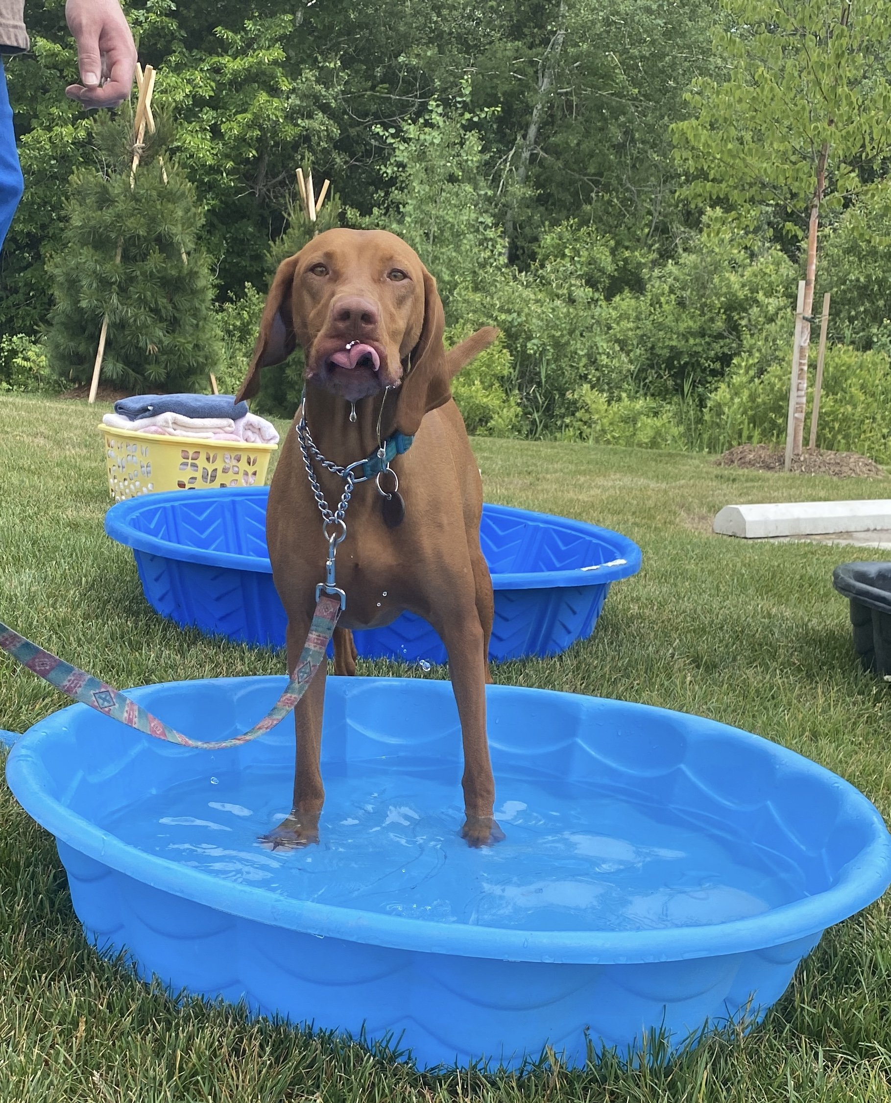 PACC Grand Opening Dog Pools.jpg