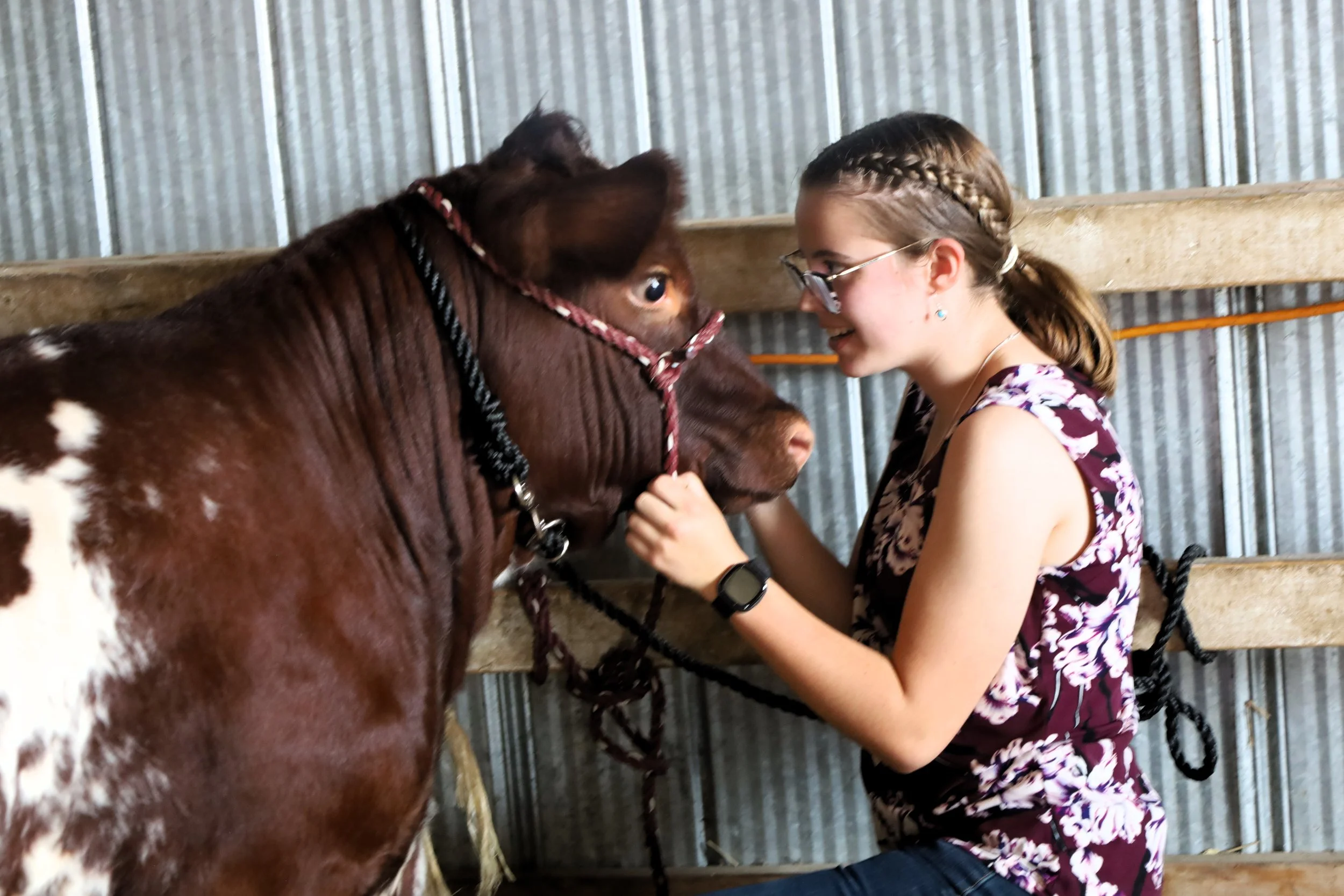 Mabel gets a little grooming and love from Abby Staples before the Lakefield Fair's Cattle Show. All photos by David Tuan Bui.