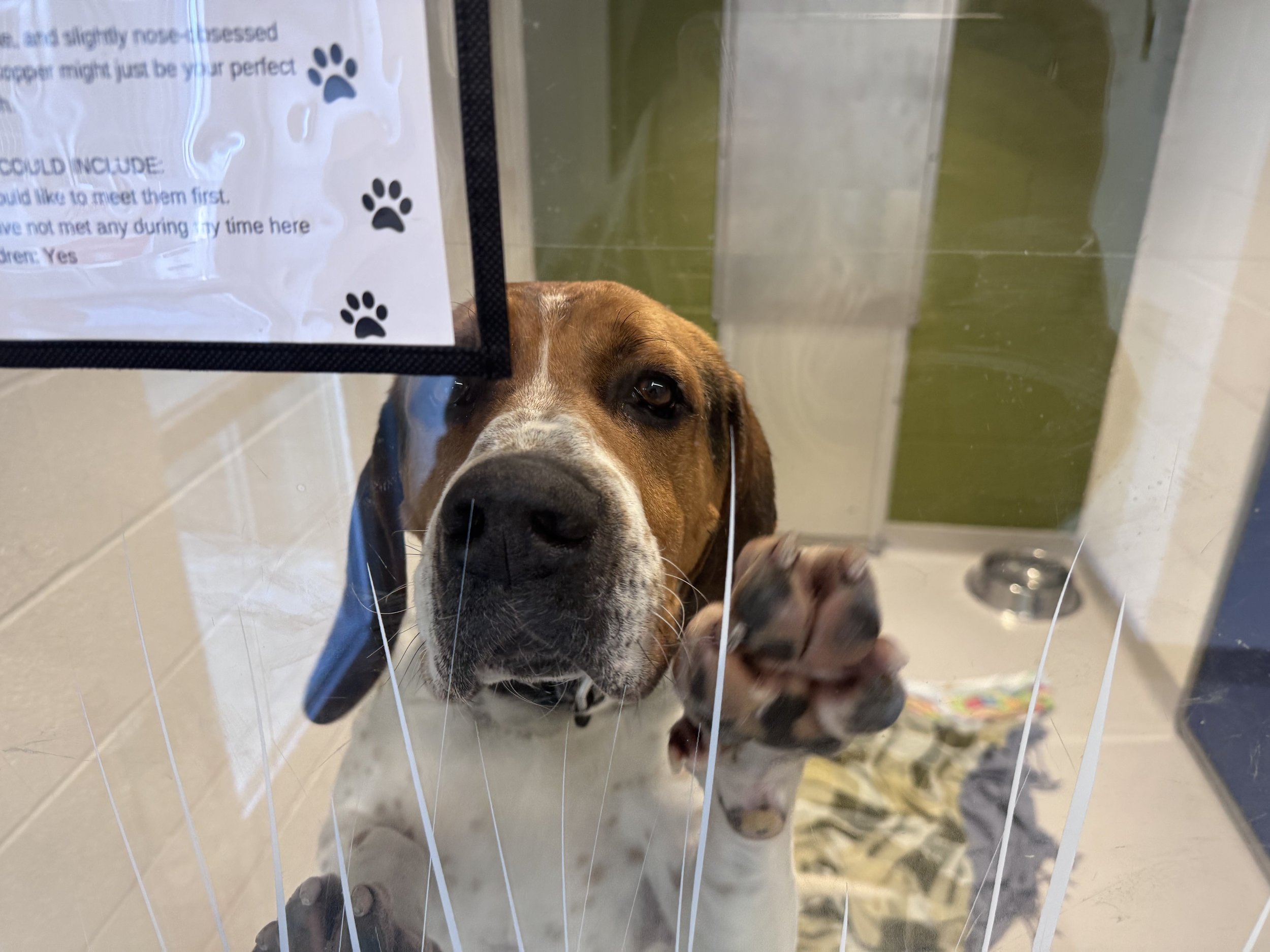 Peterborough Humane Society Celebrates 85 Year Anniversary