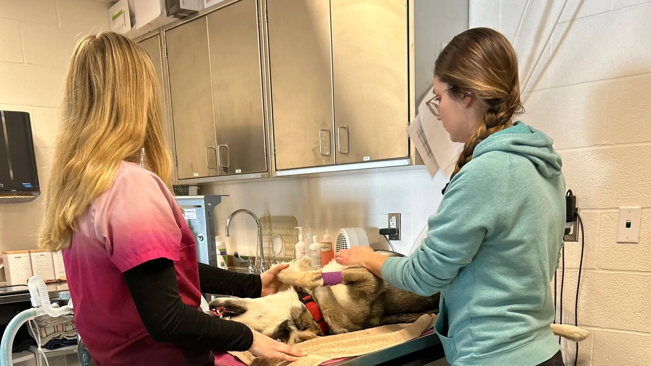 The Peterborough Humane Society Marked World Spay Day with 36 Free Surgeries