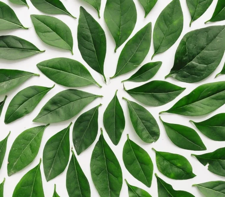 Adult Art Camp: Eco Printing