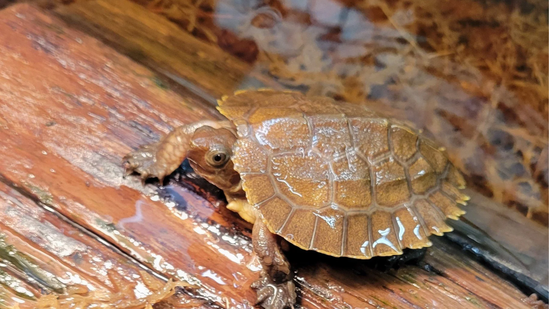 Sulawesi Forest Turtle Hatches at Riverview Park and Zoo&nbsp;